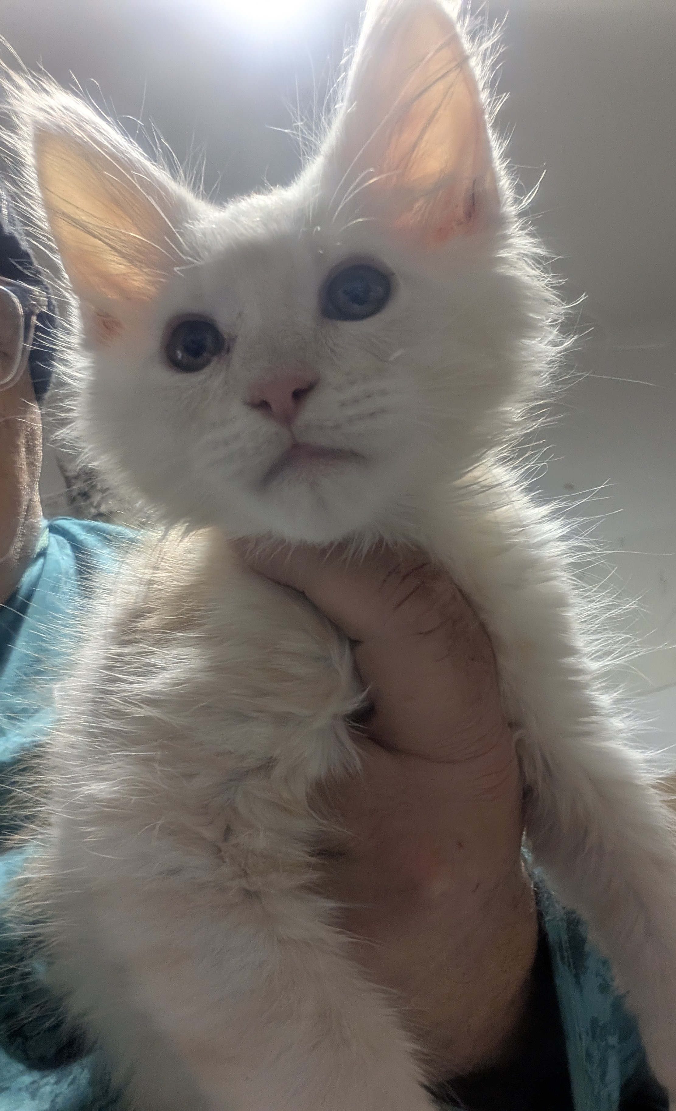 Un adorable chat mâle crème smoke tabby