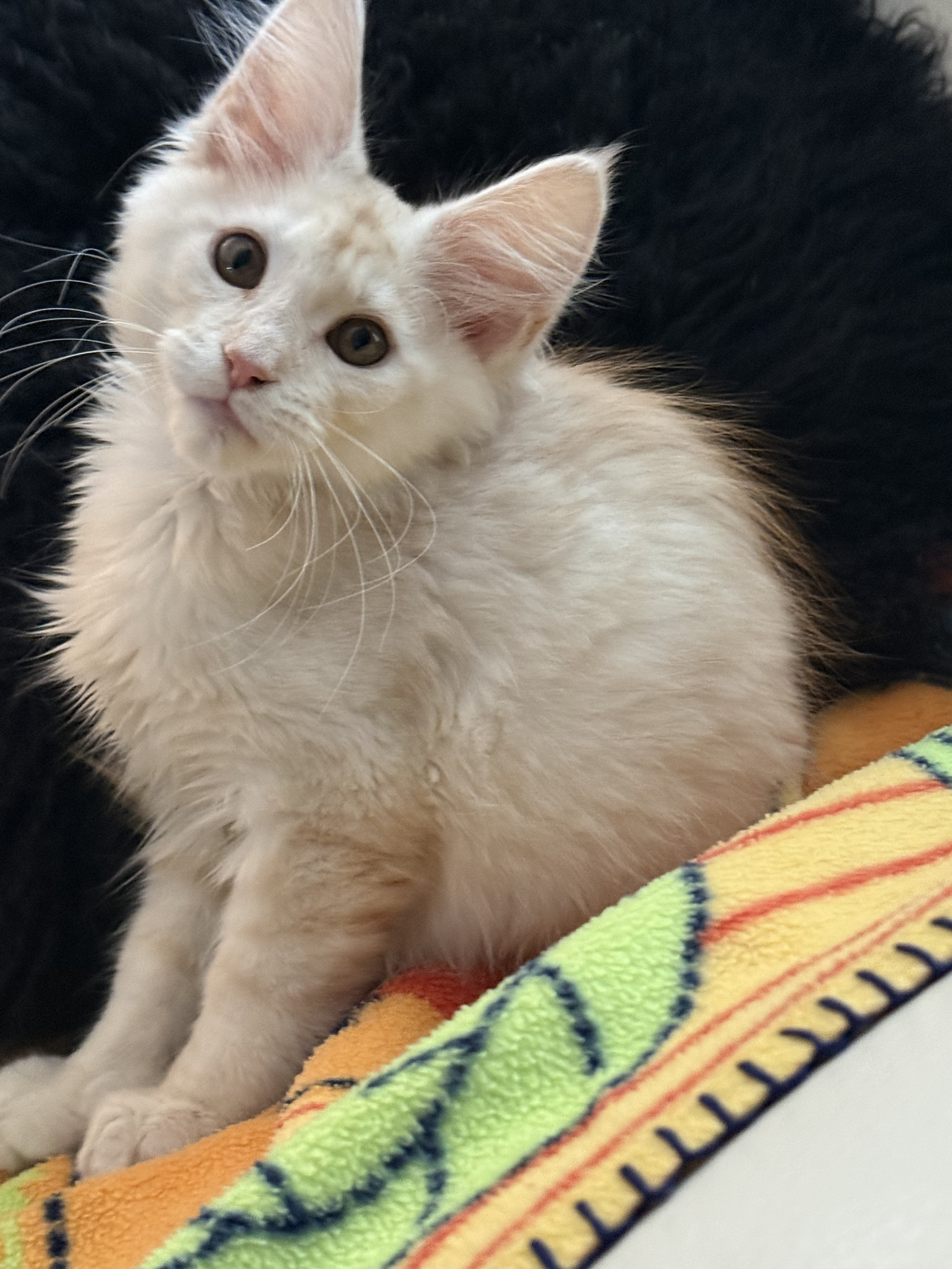 chaton Black Smoke polydactyle dans la main de son propriétaire.