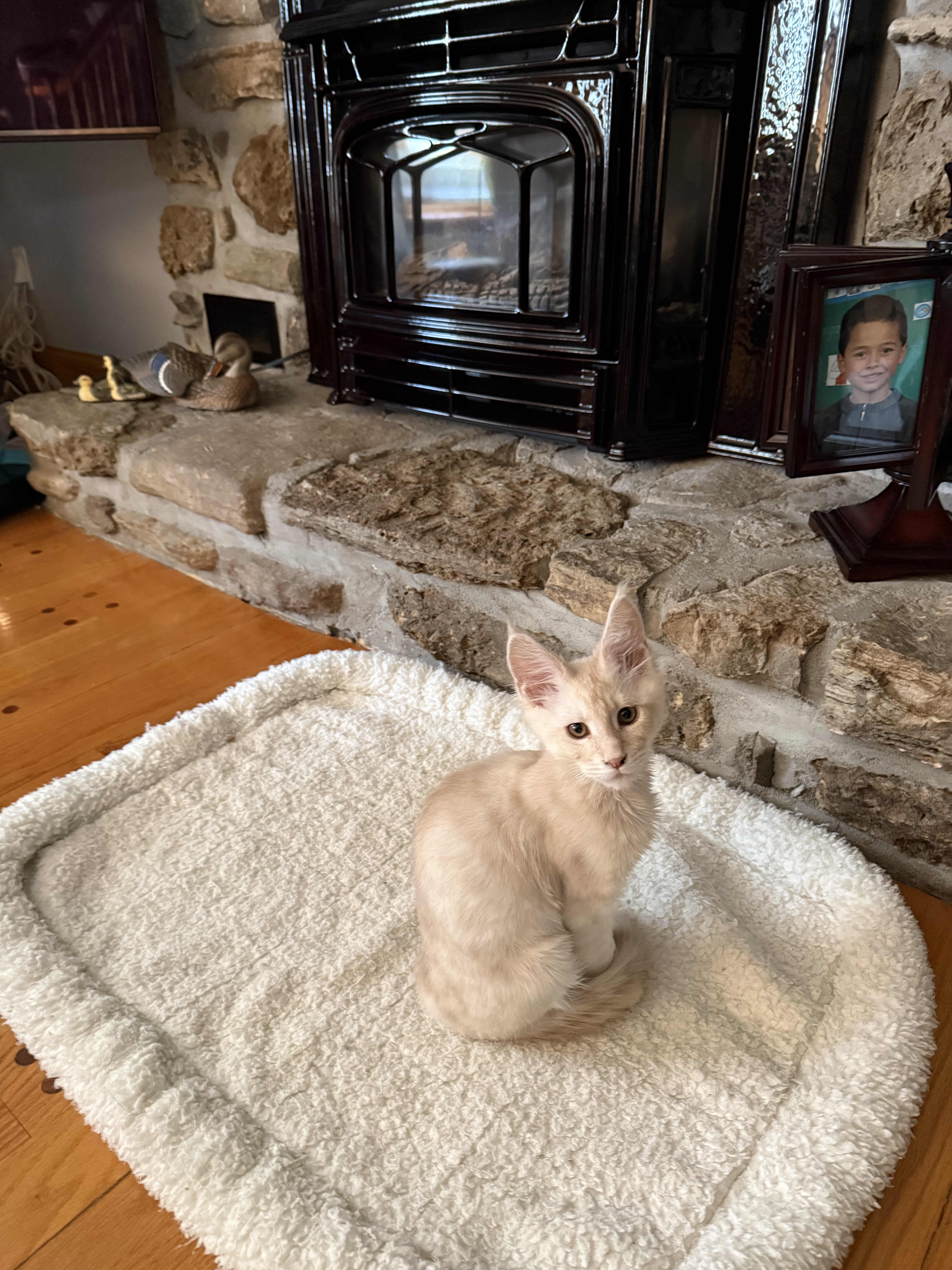 chaton Black Smoke polydactyle dans la main de son propriétaire.