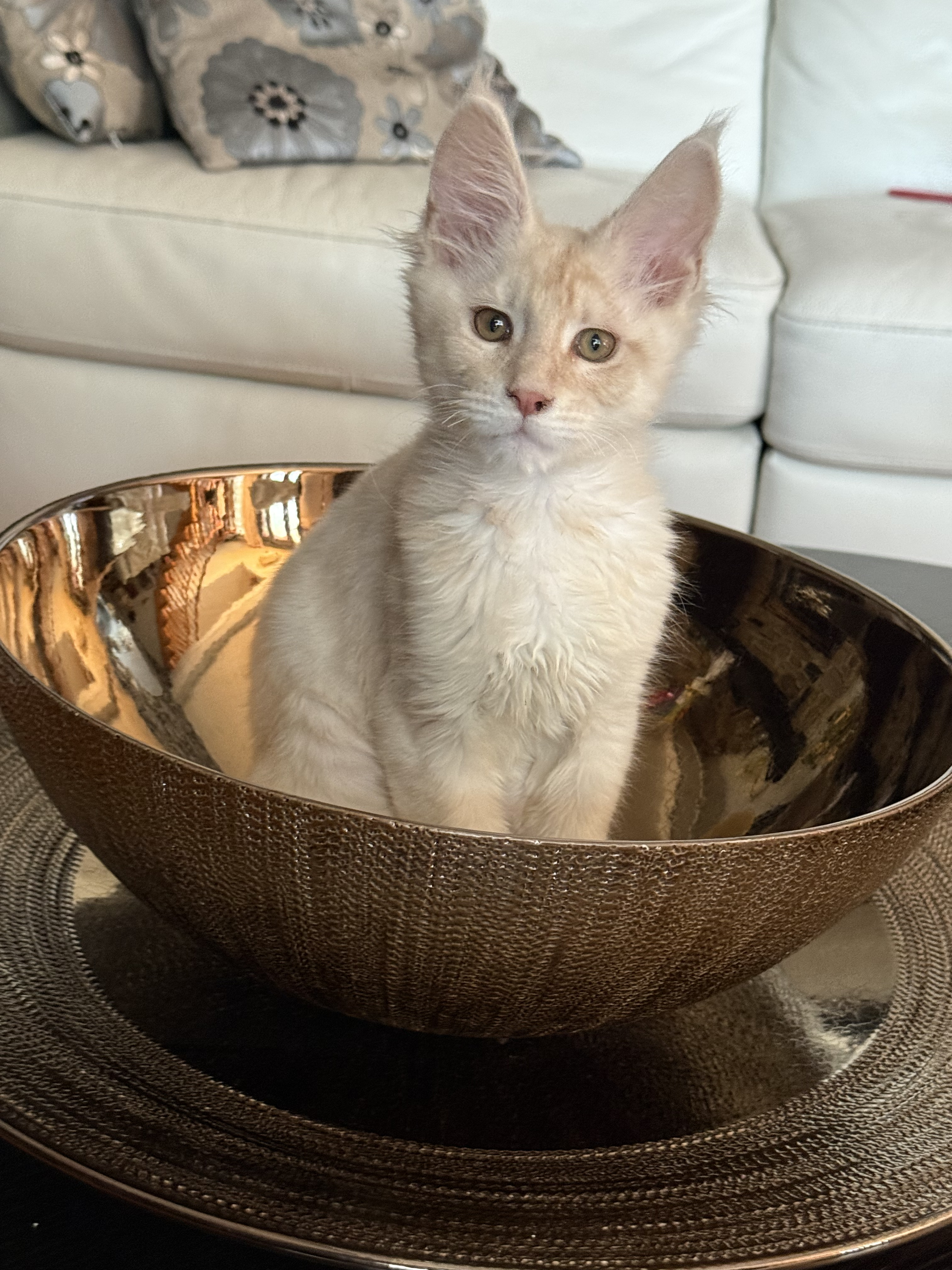 chaton Black Smoke polydactyle dans la main de son propriétaire.