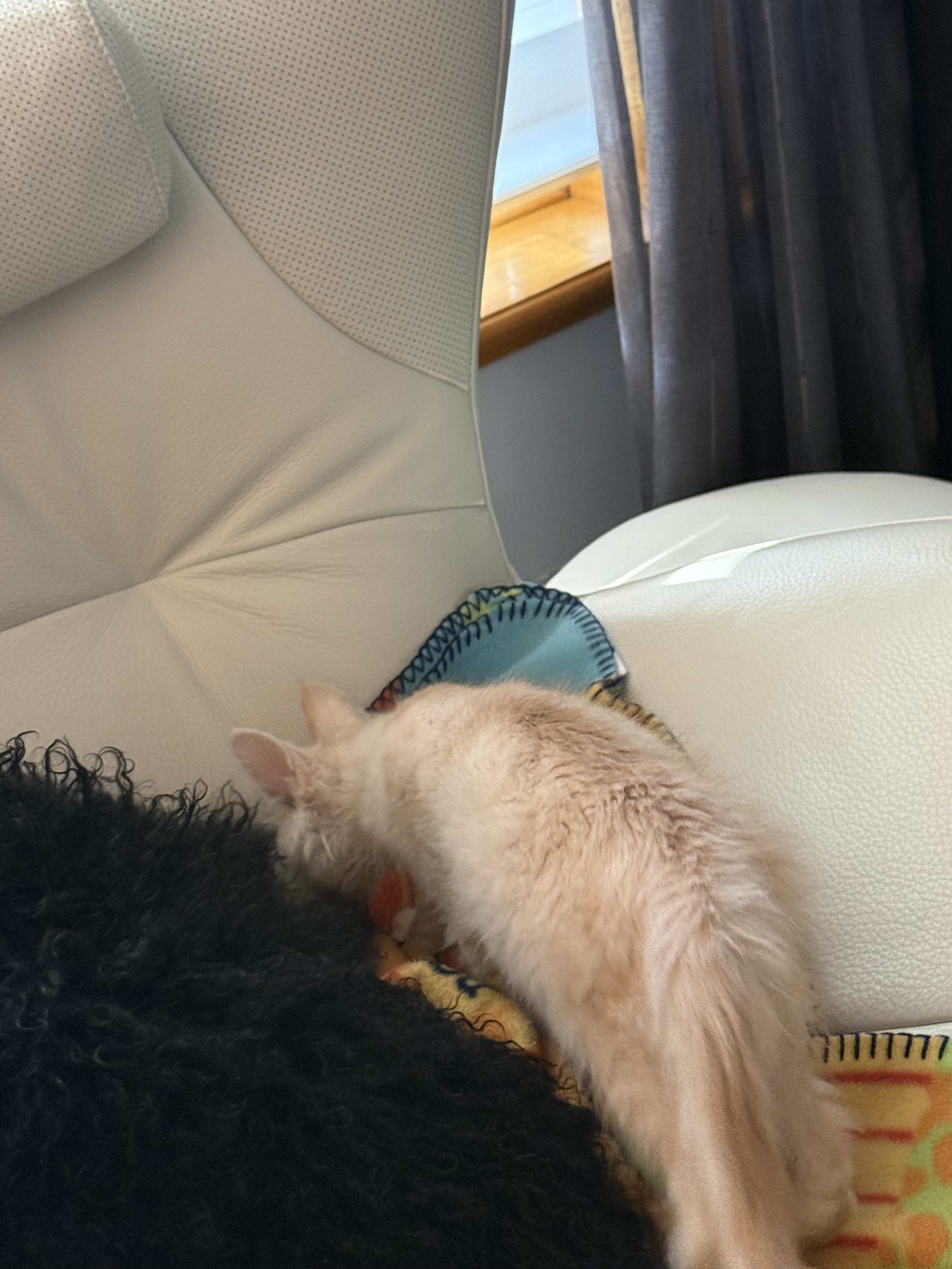 chaton Black Smoke polydactyle dans la main de son propriétaire.