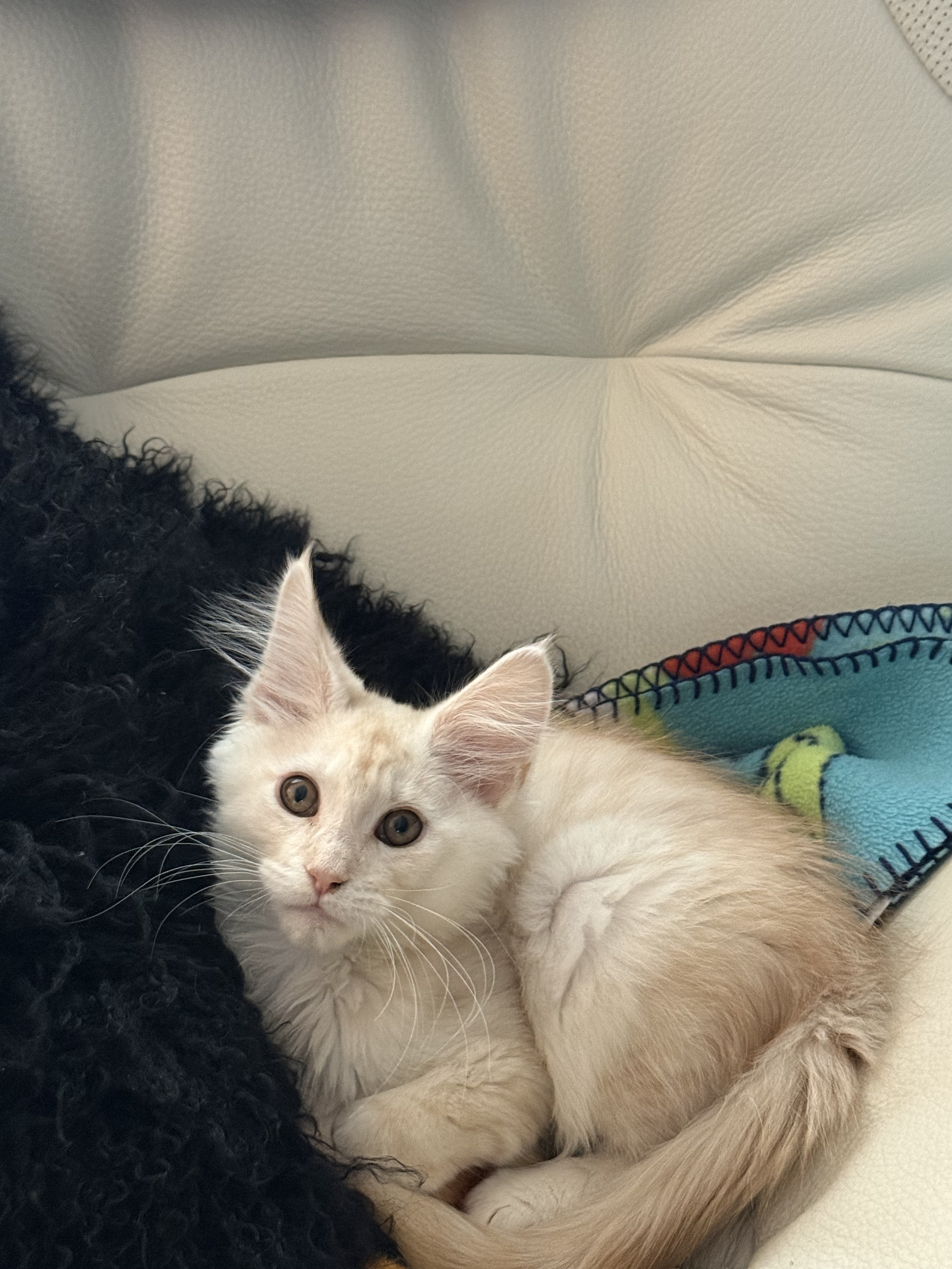 chaton Black Smoke polydactyle dans la main de son propriétaire.