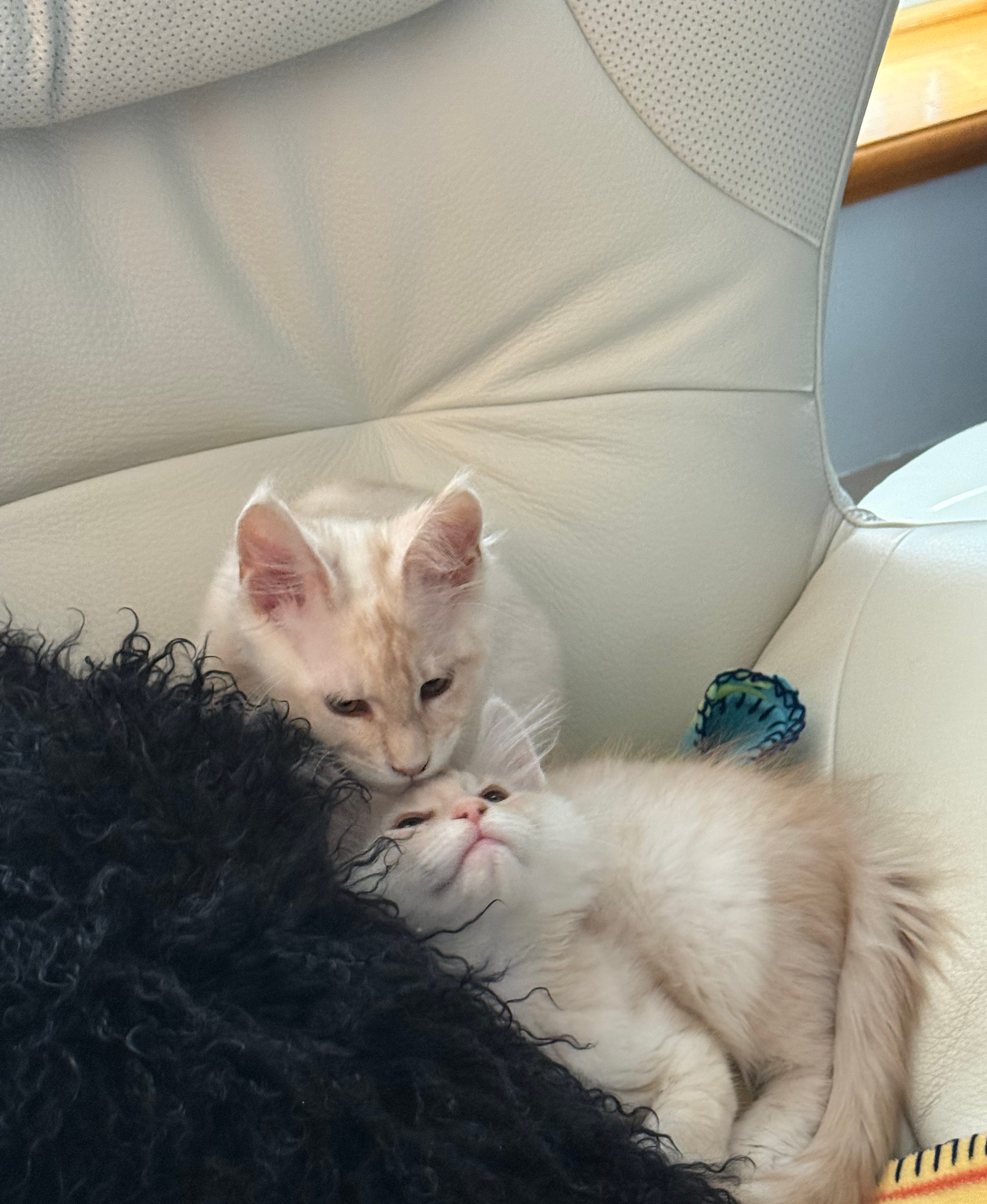 PORTEE DE CHATONS MAINE COON CHATTERIEDUROIMAINECOONQUEBEC.COM