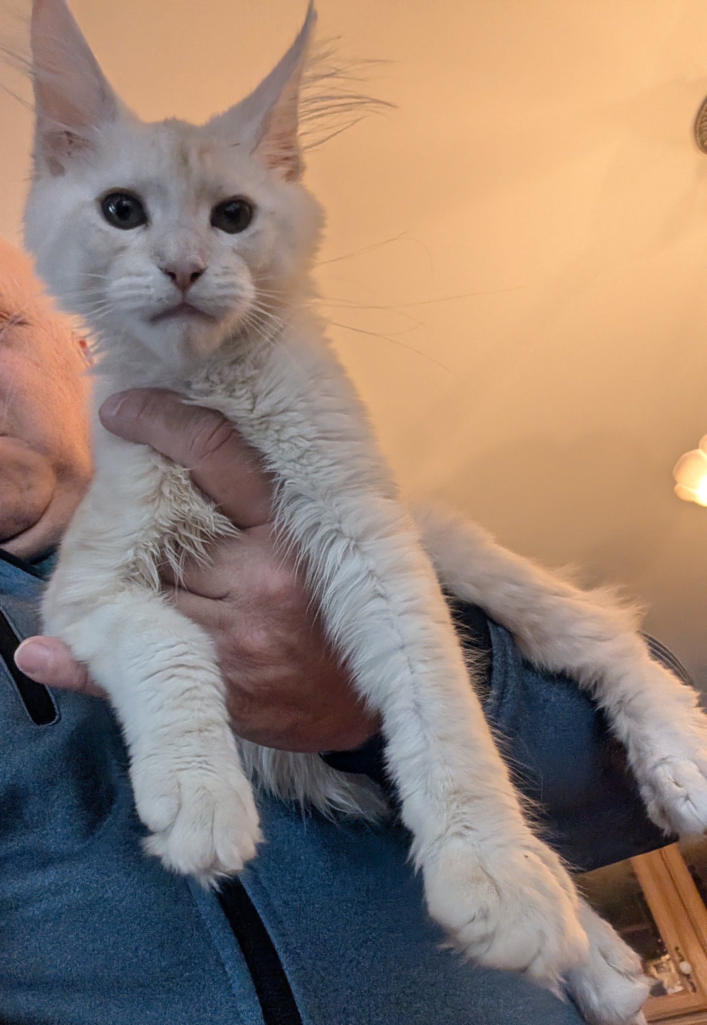 PORTEE DE CHATONS MAINE COON CHATTERIEDUROIMAINECOONQUEBEC.COM