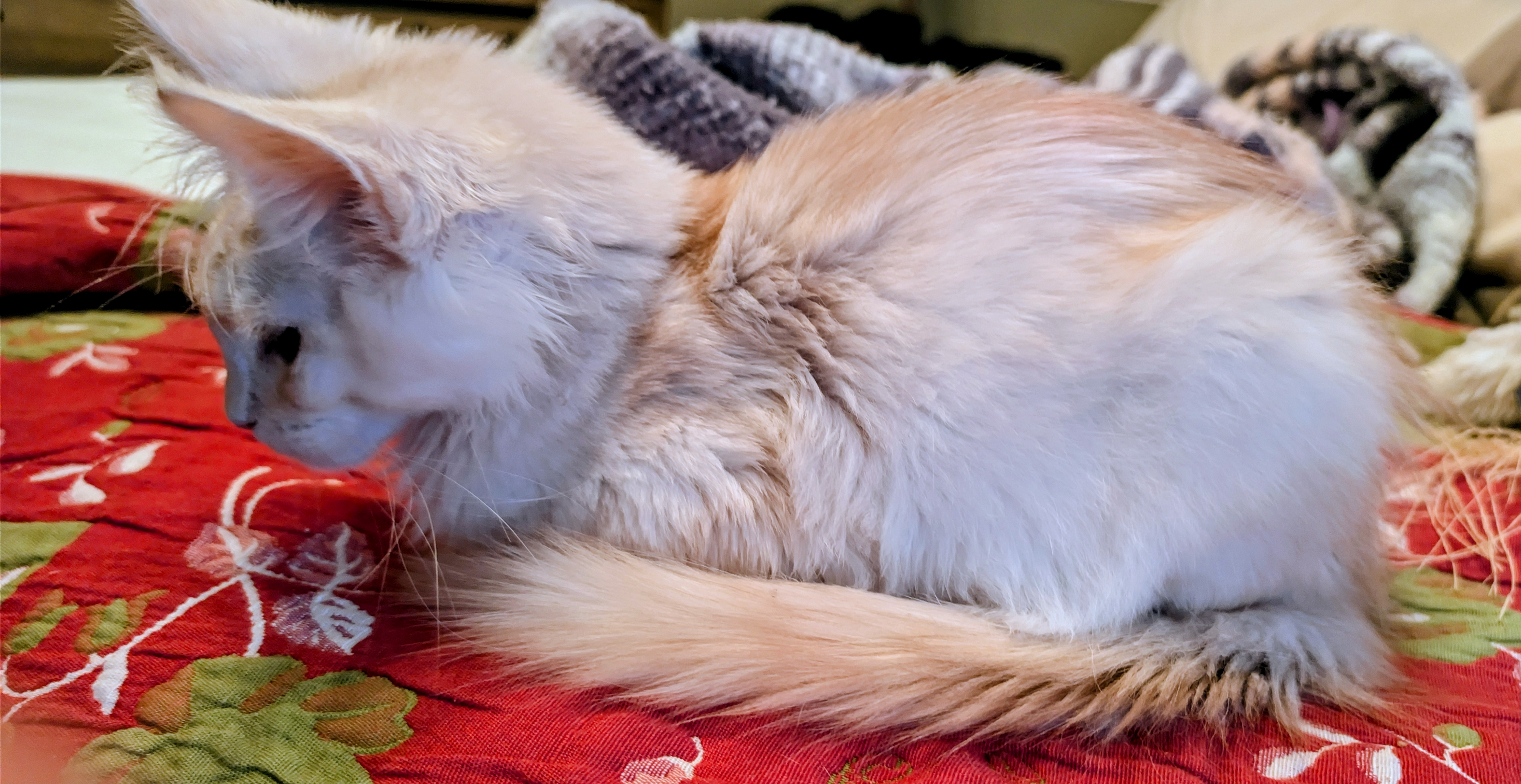 chaton Black Smoke polydactyle dans la main de son propriétaire.