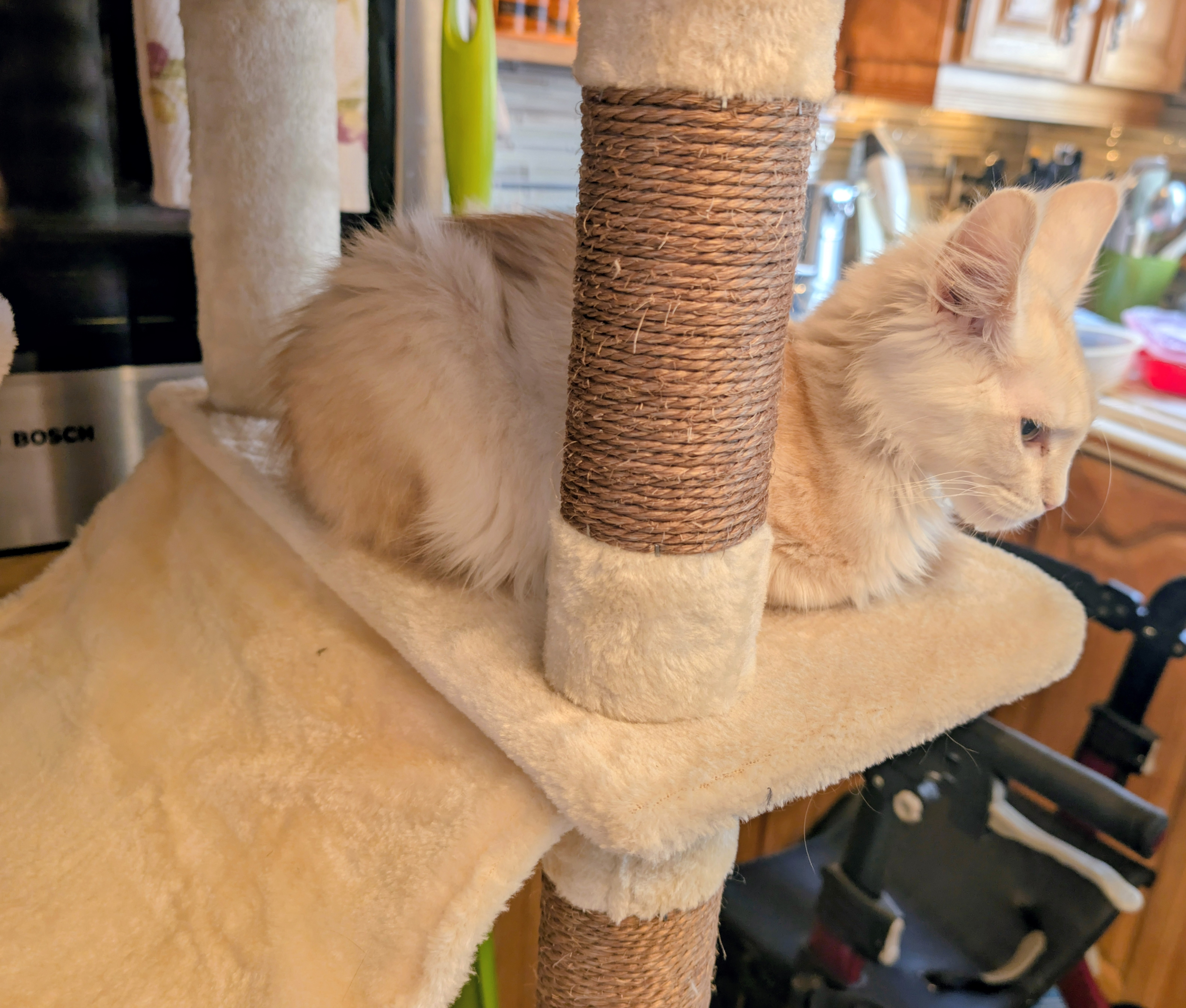 chaton Black Smoke polydactyle dans la main de son propriétaire.