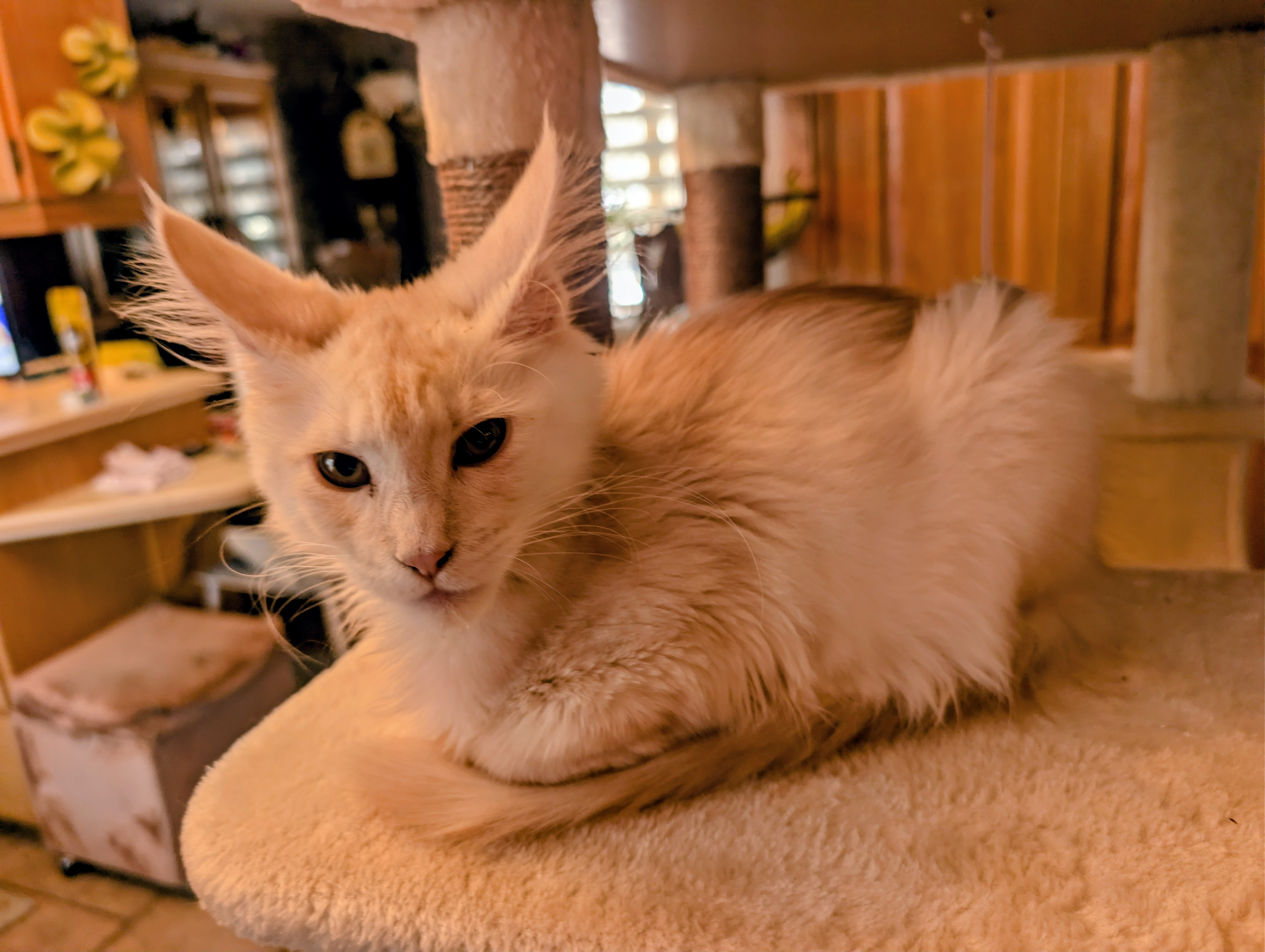 chaton Black Smoke polydactyle dans la main de son propriétaire.