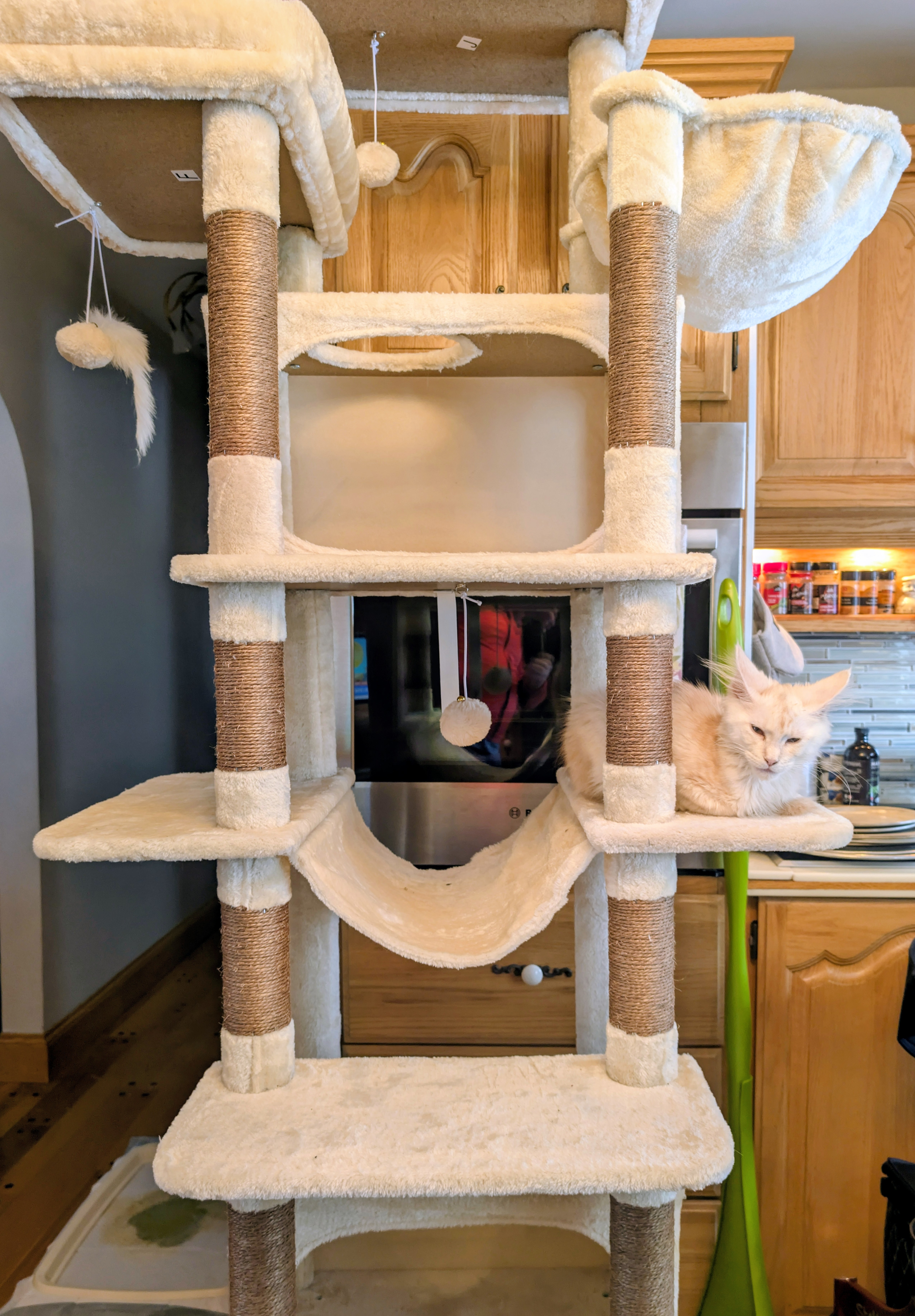 chaton Black Smoke polydactyle dans la main de son propriétaire.