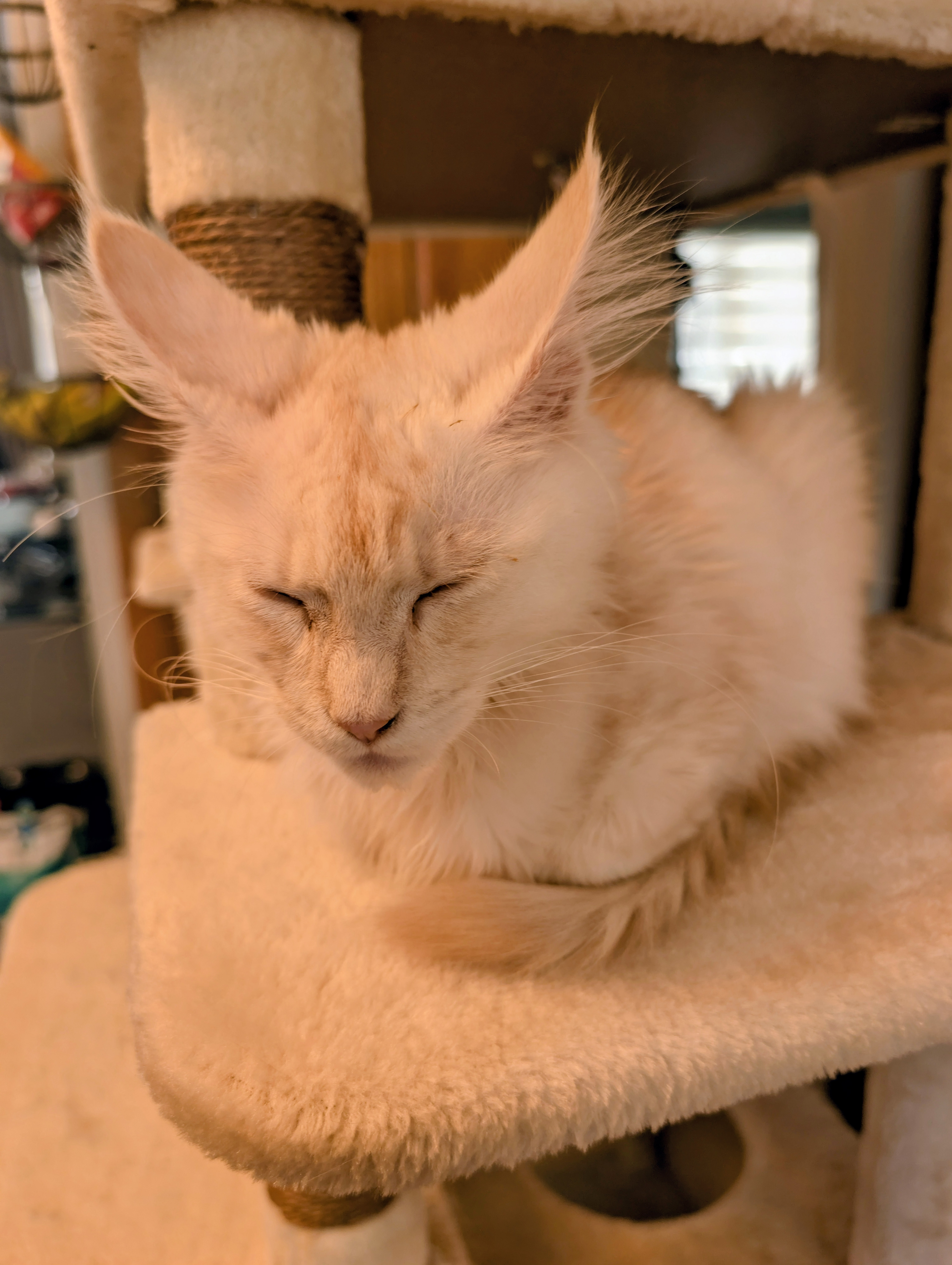 chaton Black Smoke polydactyle dans la main de son propriétaire.