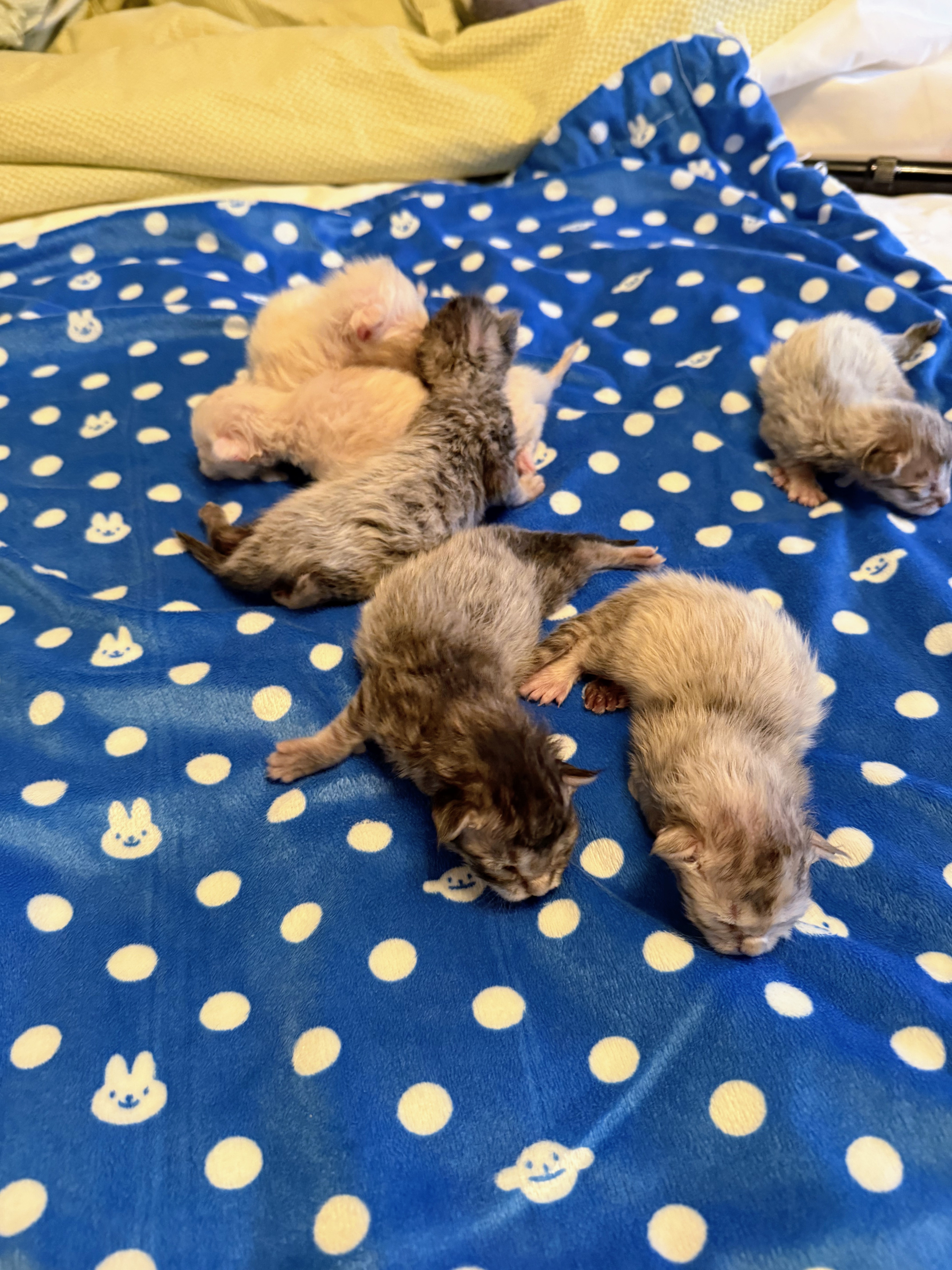 PORTEE DE CHATONS MAINE COON CHATTERIEDUROIMAINECOONQUEBEC.COM