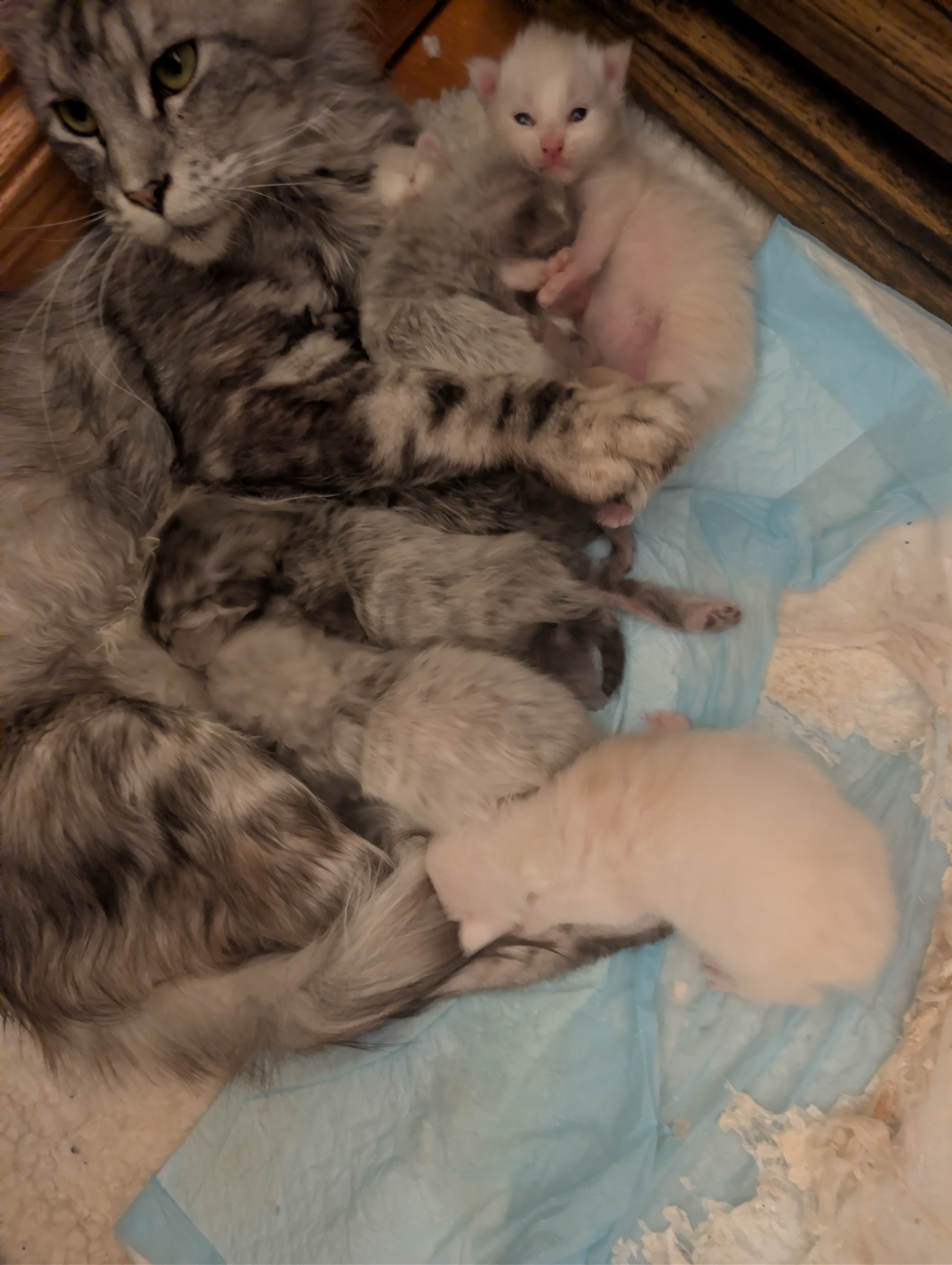 chaton Black Smoke polydactyle dans la main de son propriétaire.