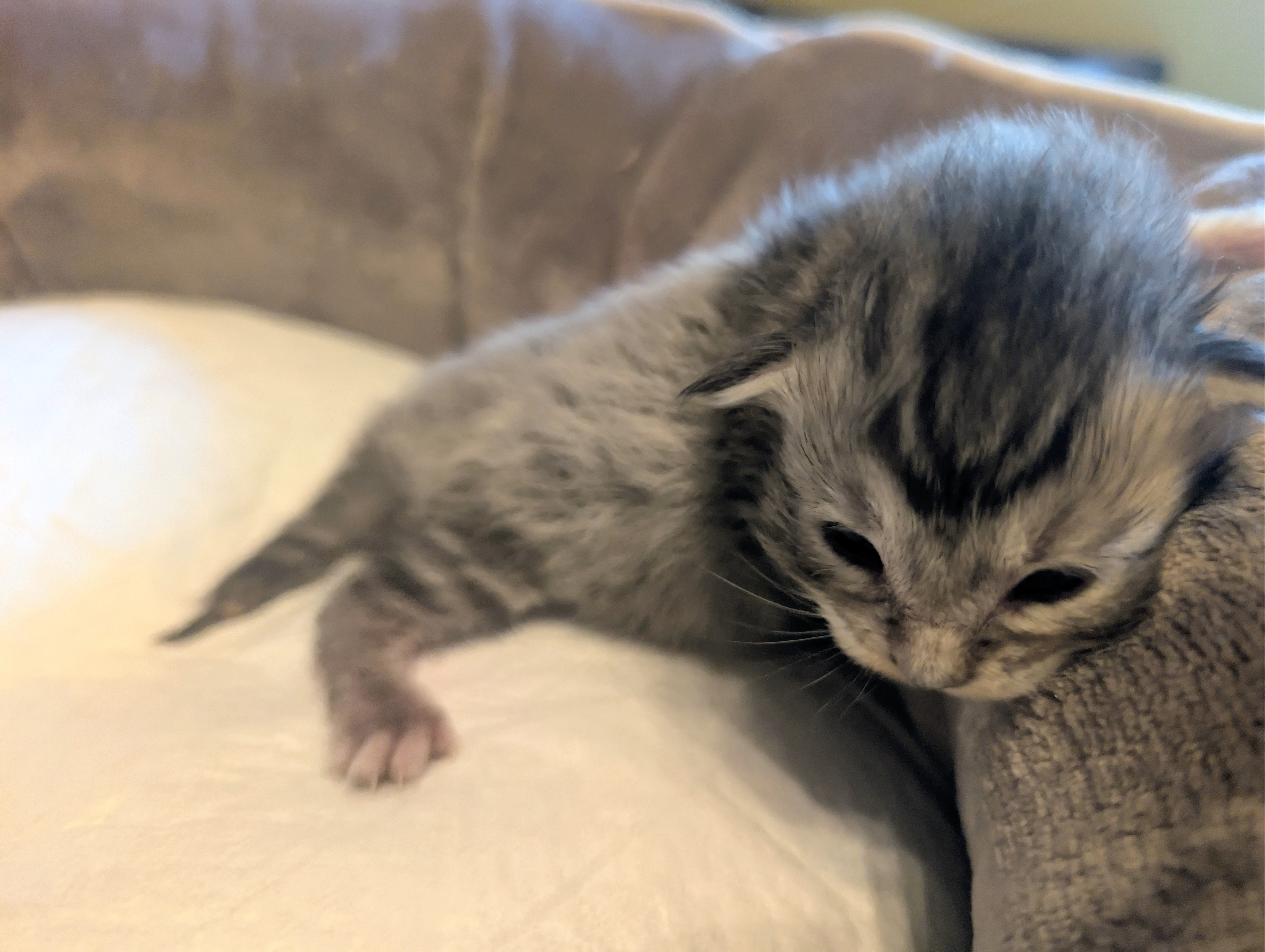chaton Black Smoke polydactyle dans la main de son propriétaire.