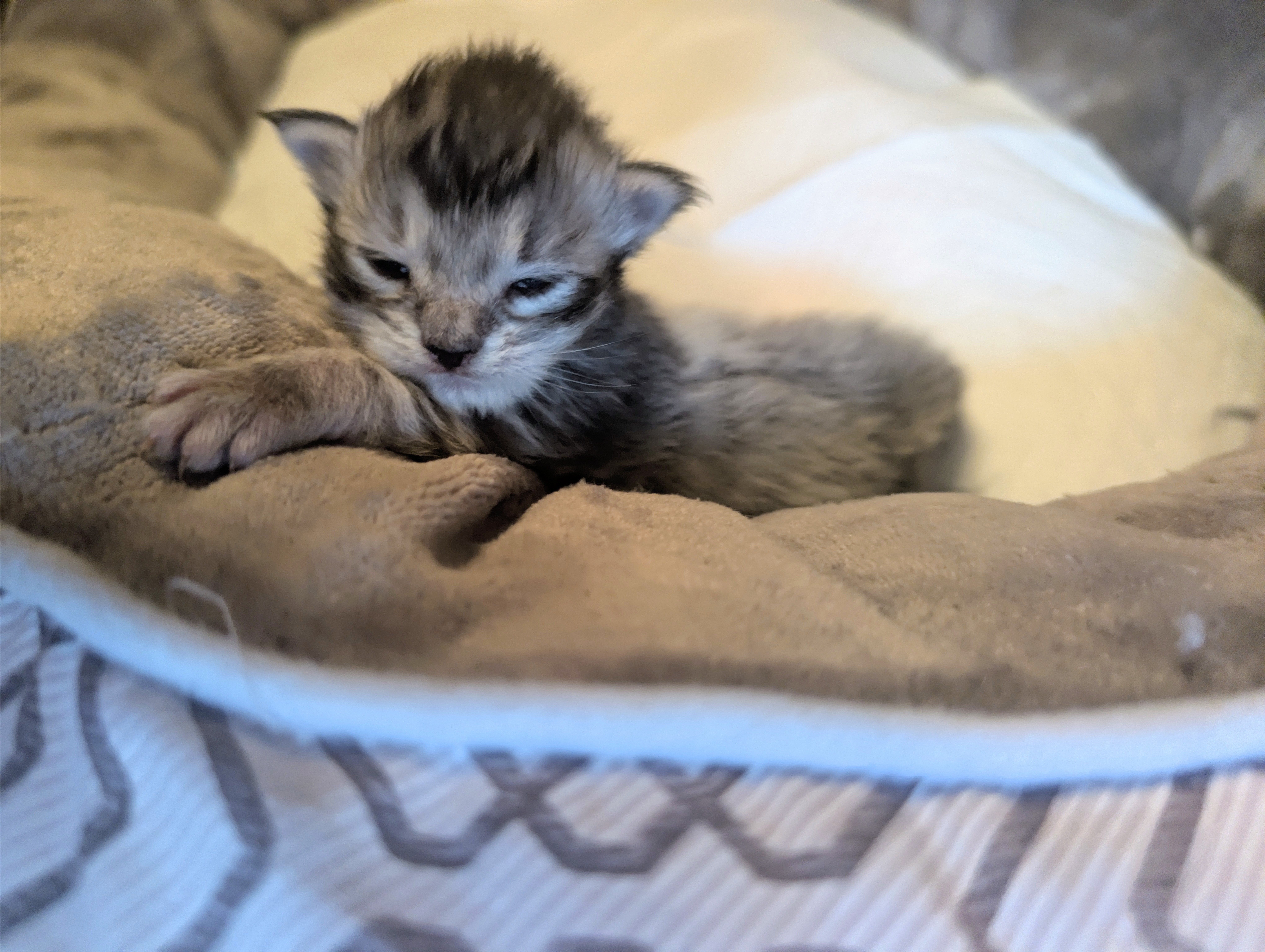 chaton Black Smoke polydactyle dans la main de son propriétaire.