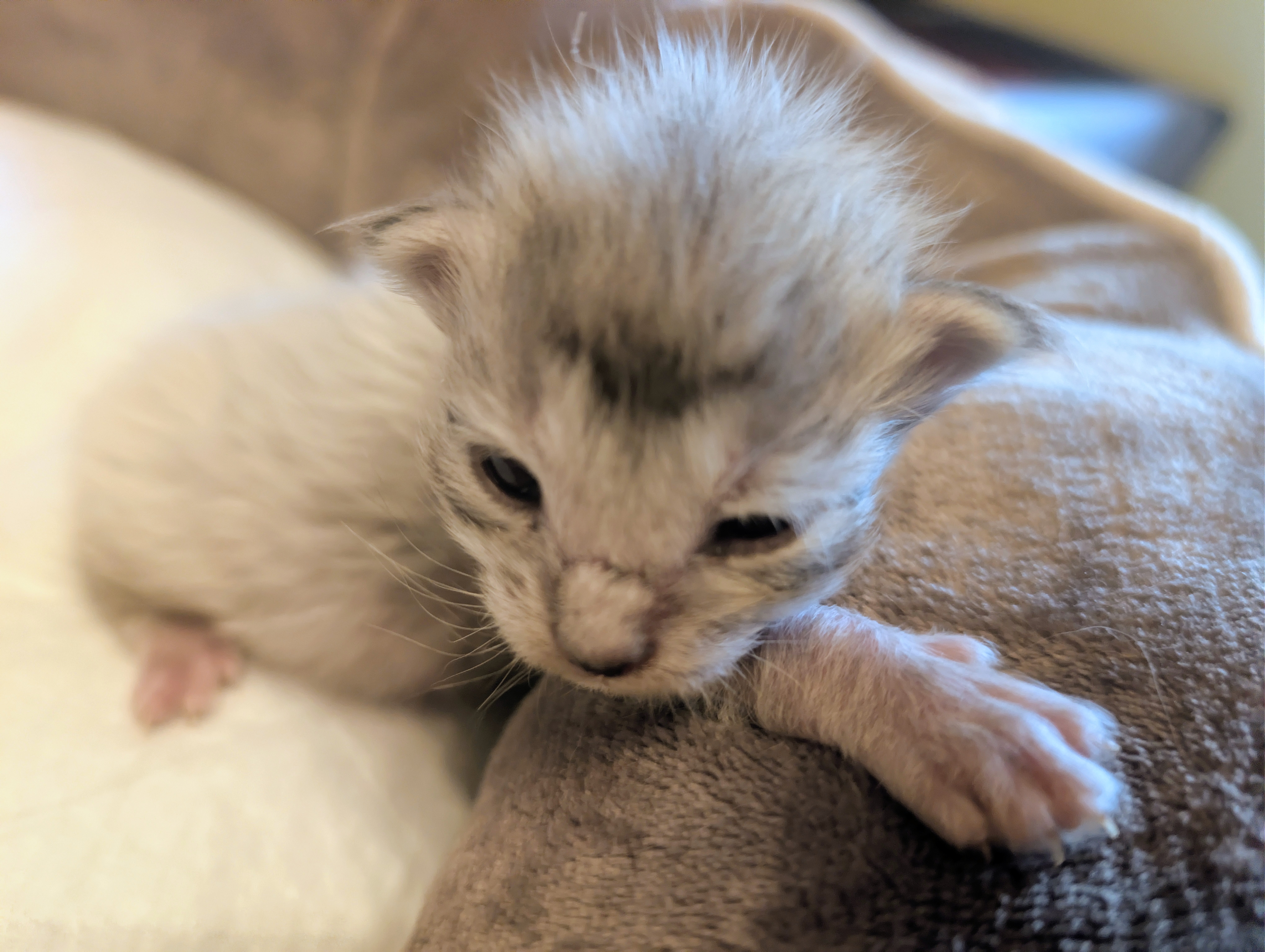 chaton Black Smoke polydactyle dans la main de son propriétaire.