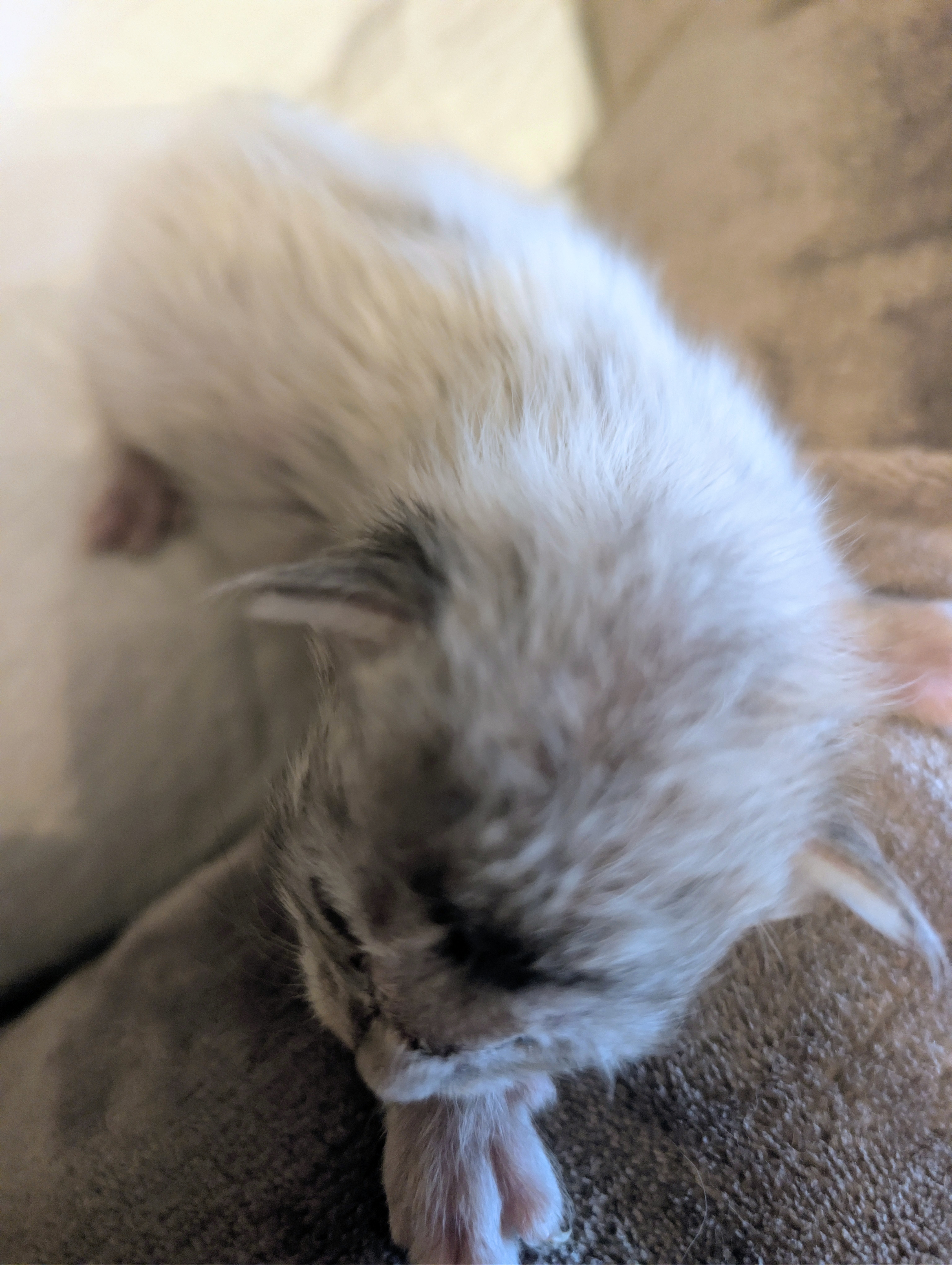  Photo d'un chaton Maine Co