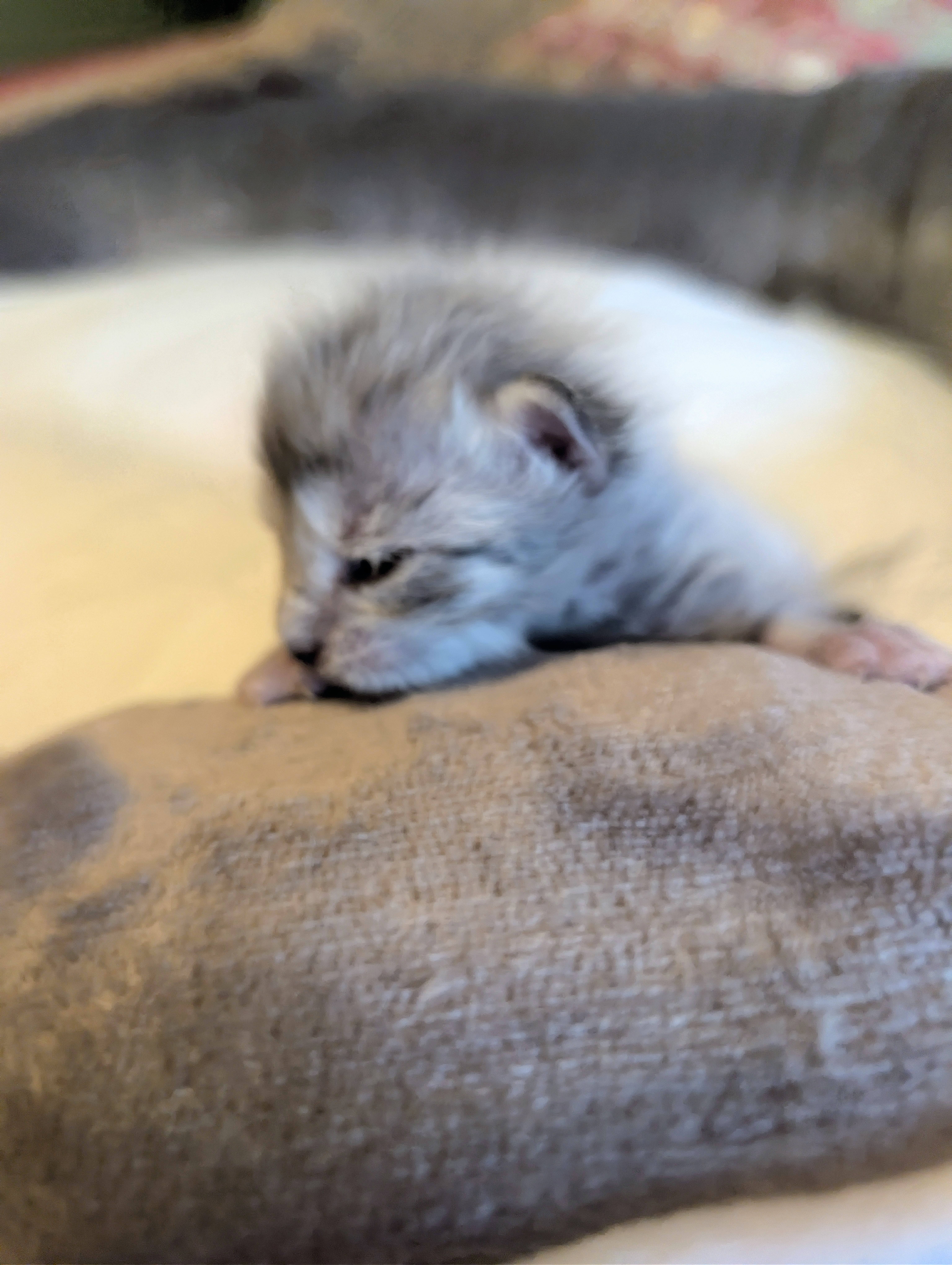  Photo d'un chaton Maine Co