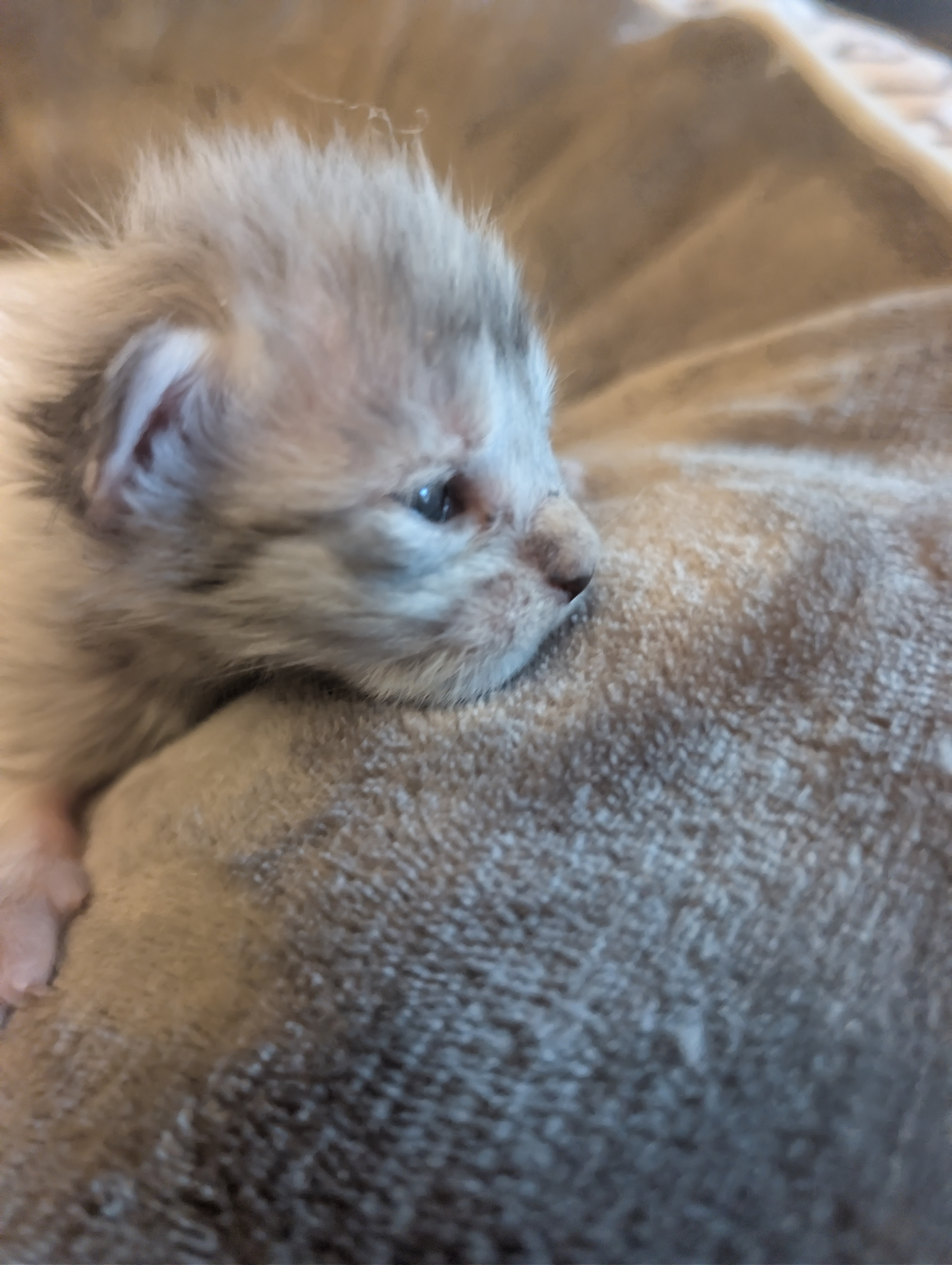  Photo d'un chaton Maine Co