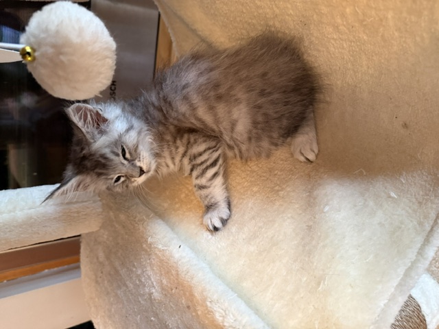 PORTEE DE CHATONS MAINE COON CHATTERIEDUROIMAINECOONQUEBEC.CO