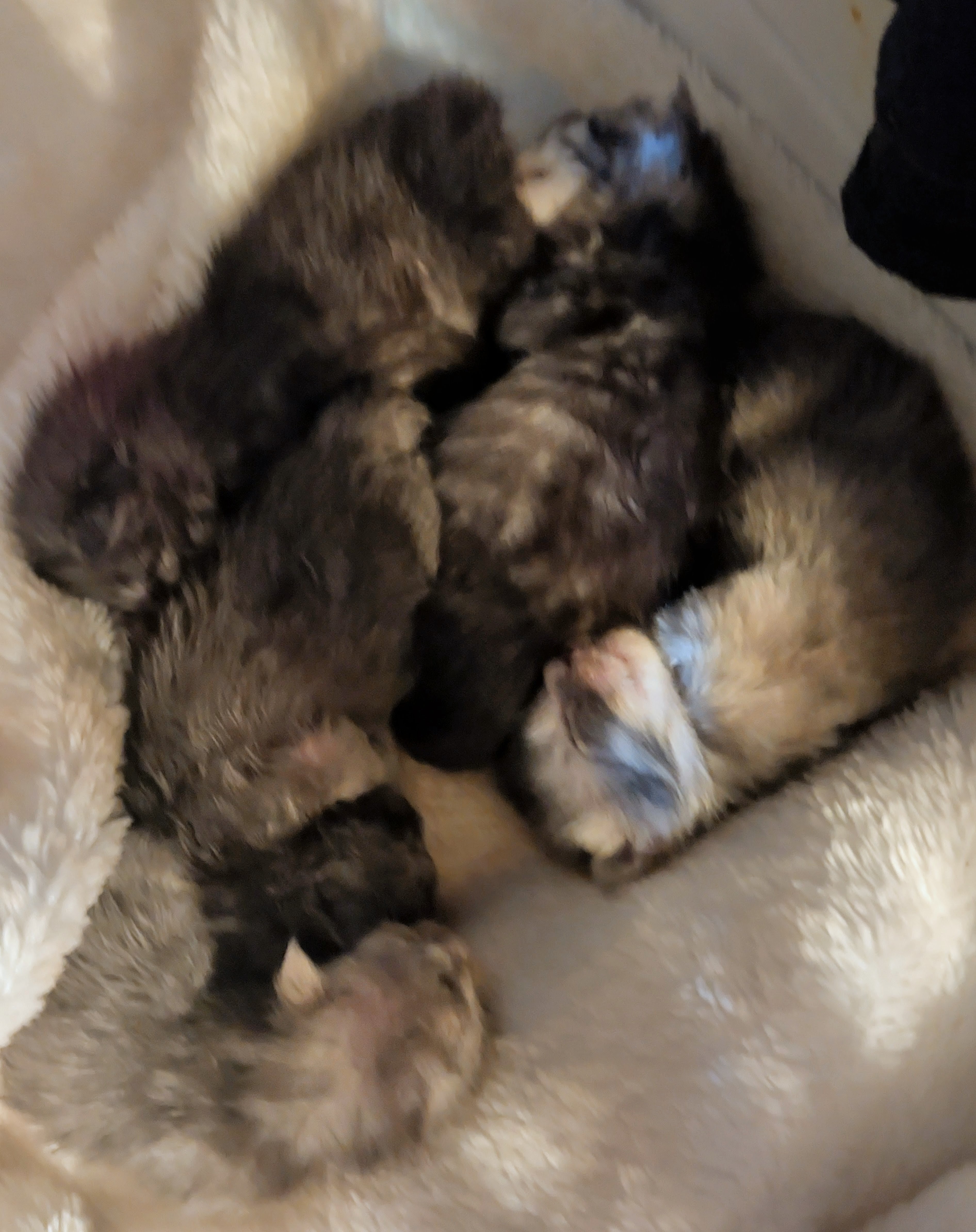 PORTEE DE CHATONS MAINE COON CHATTERIEDUROIMAINECOONQUEBEC.COM