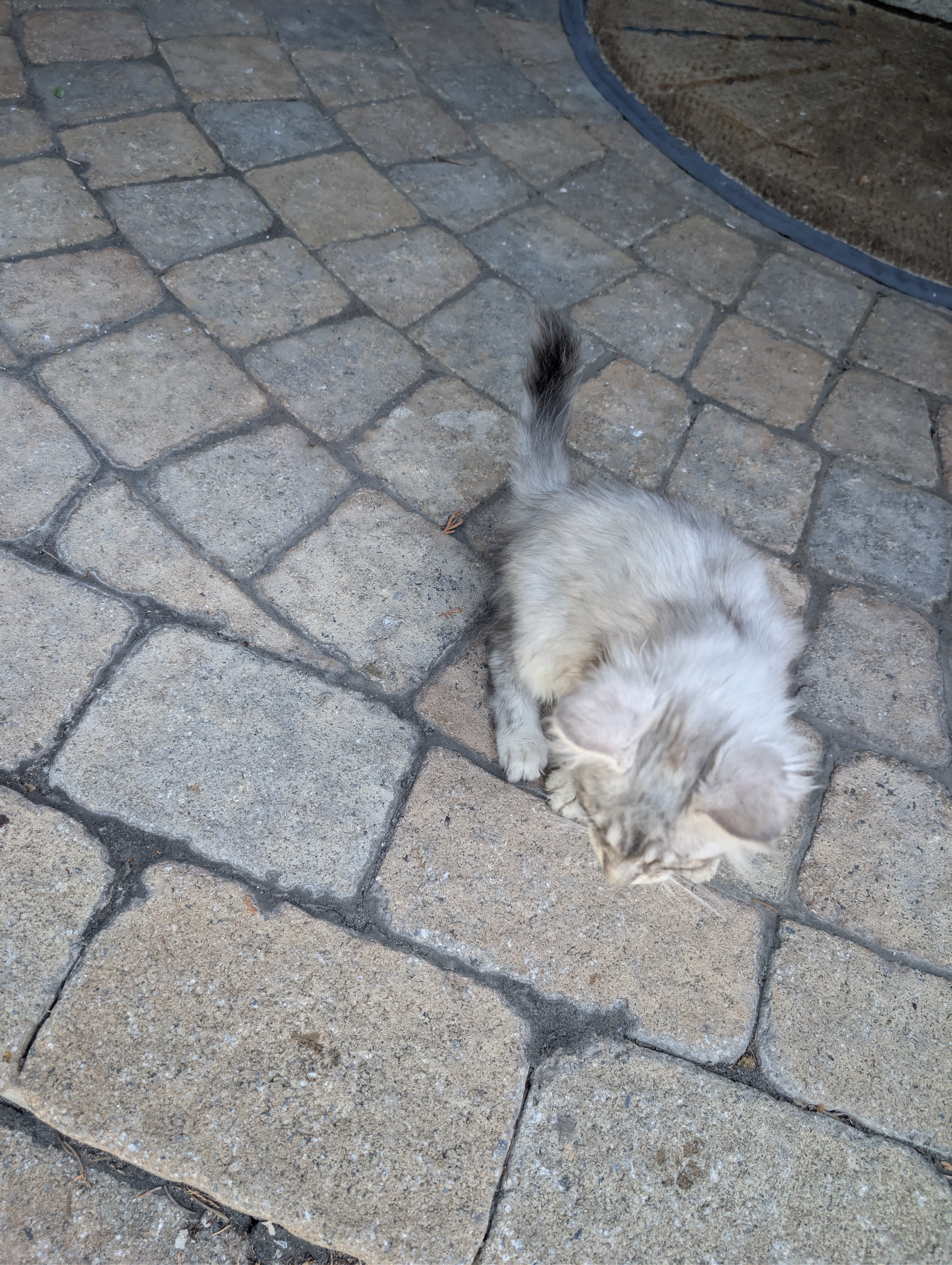 Chaton Maine Coon Male et femelle Black Silver tabby, Adoptez Maintenant