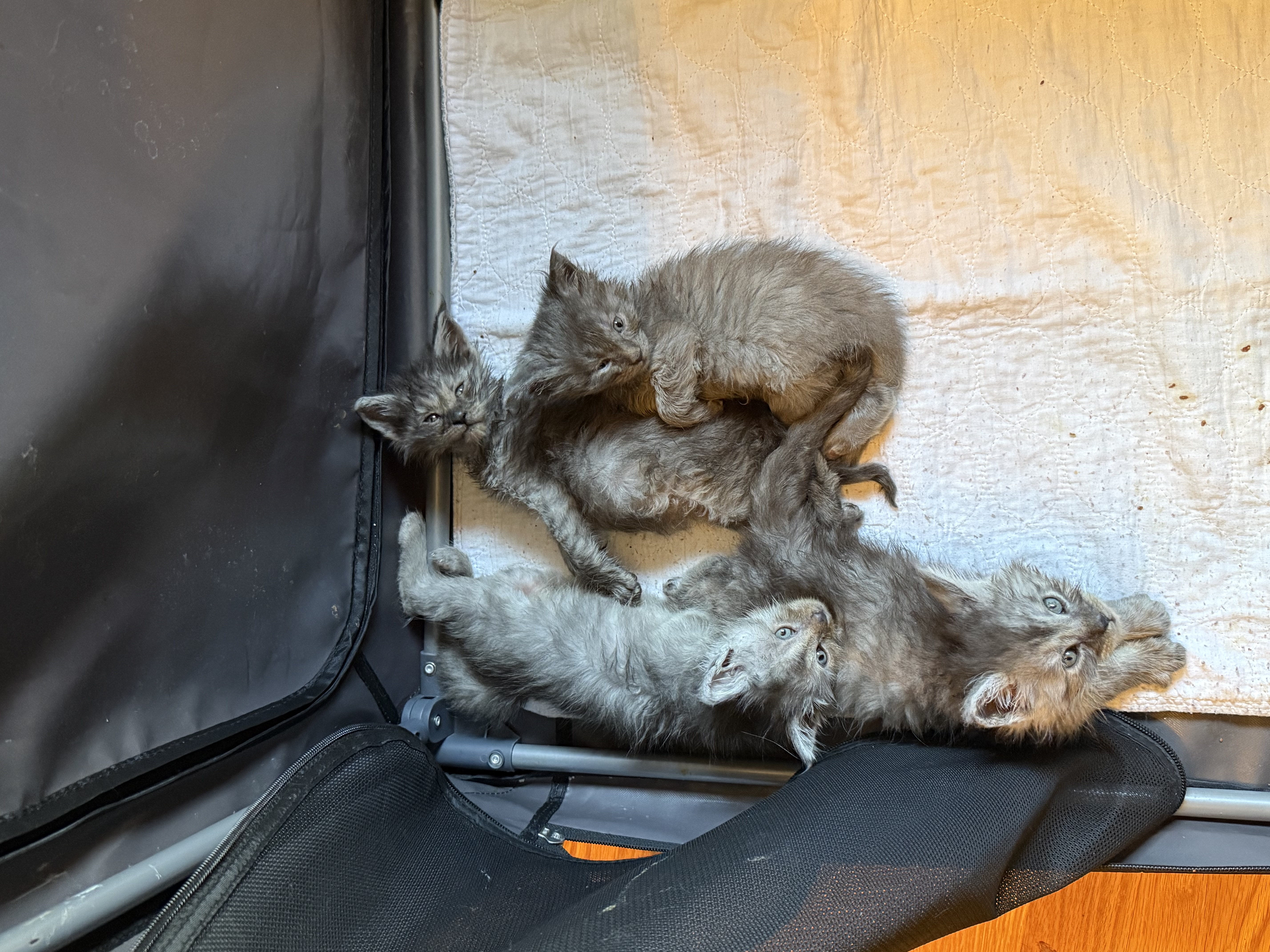 PORTEE DE CHATONS MAINE COON CHATTERIEDUROIMAINECOONQUEBEC.CO