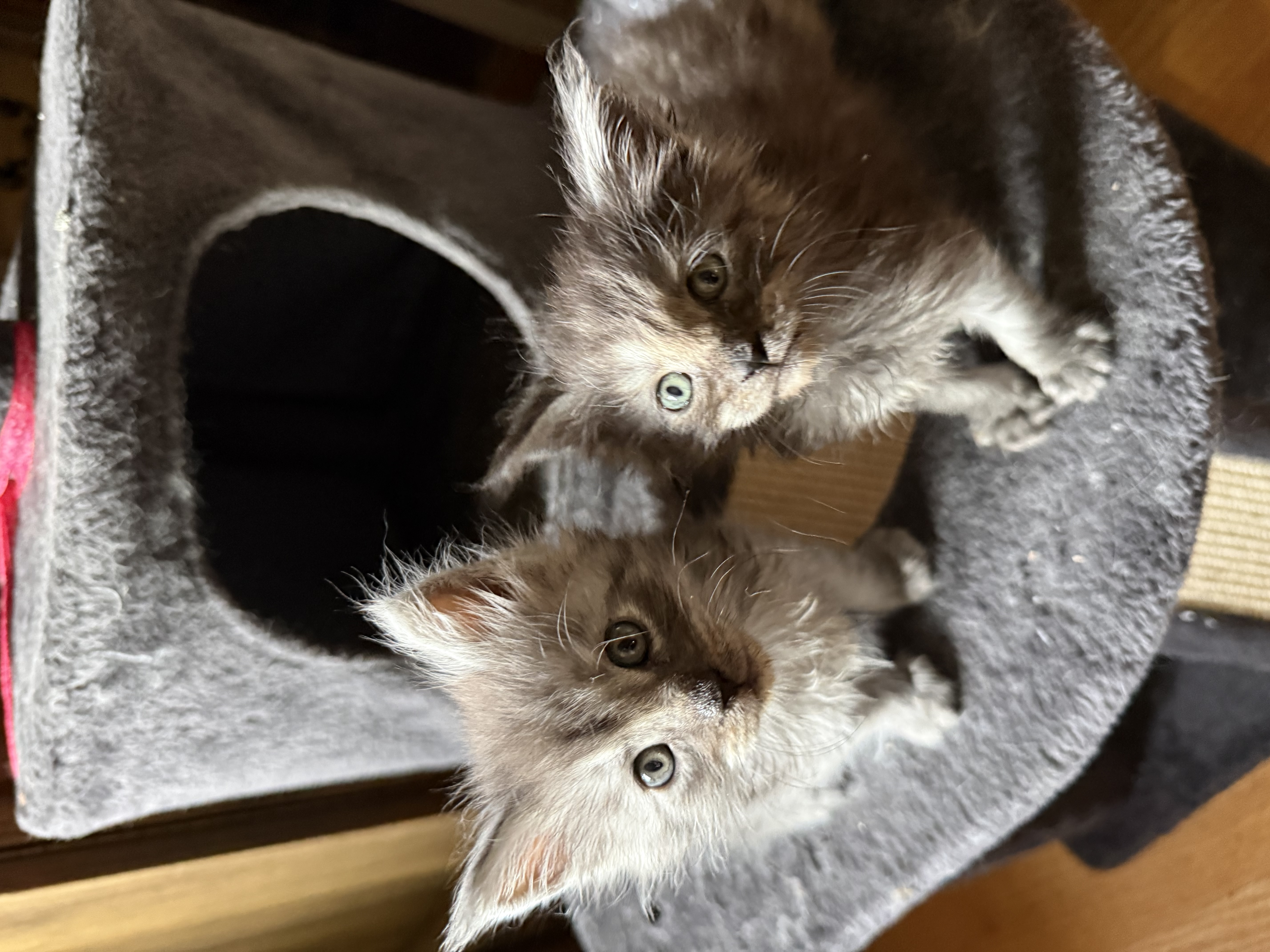 Chaton Maine Coon mâle Black SMOKE, BLUE S grande taille, poil mi-long, assis sur fond neutre, prêt 