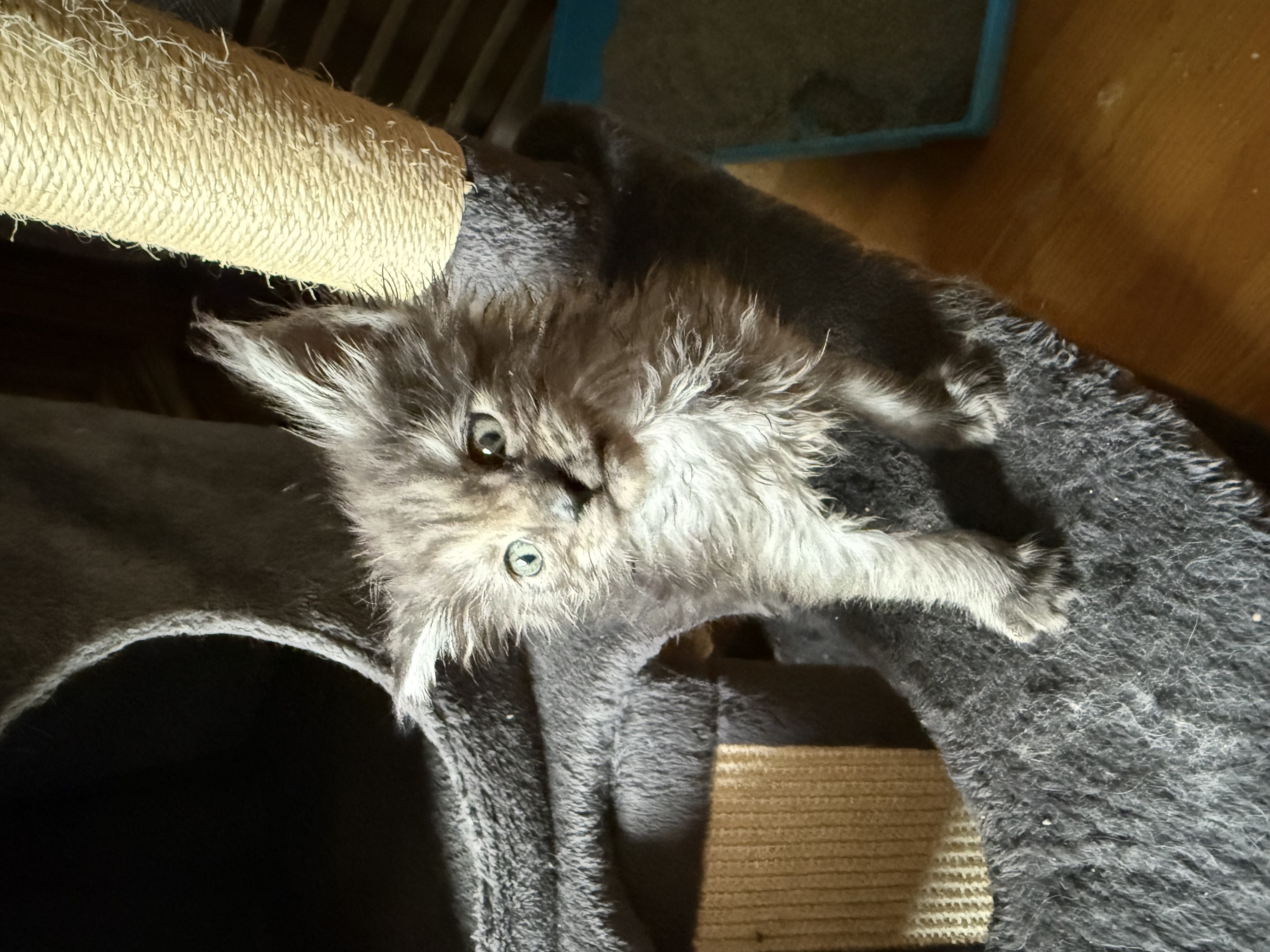 CHATON MAINE COON BLACK ET BLUE SMOKE 