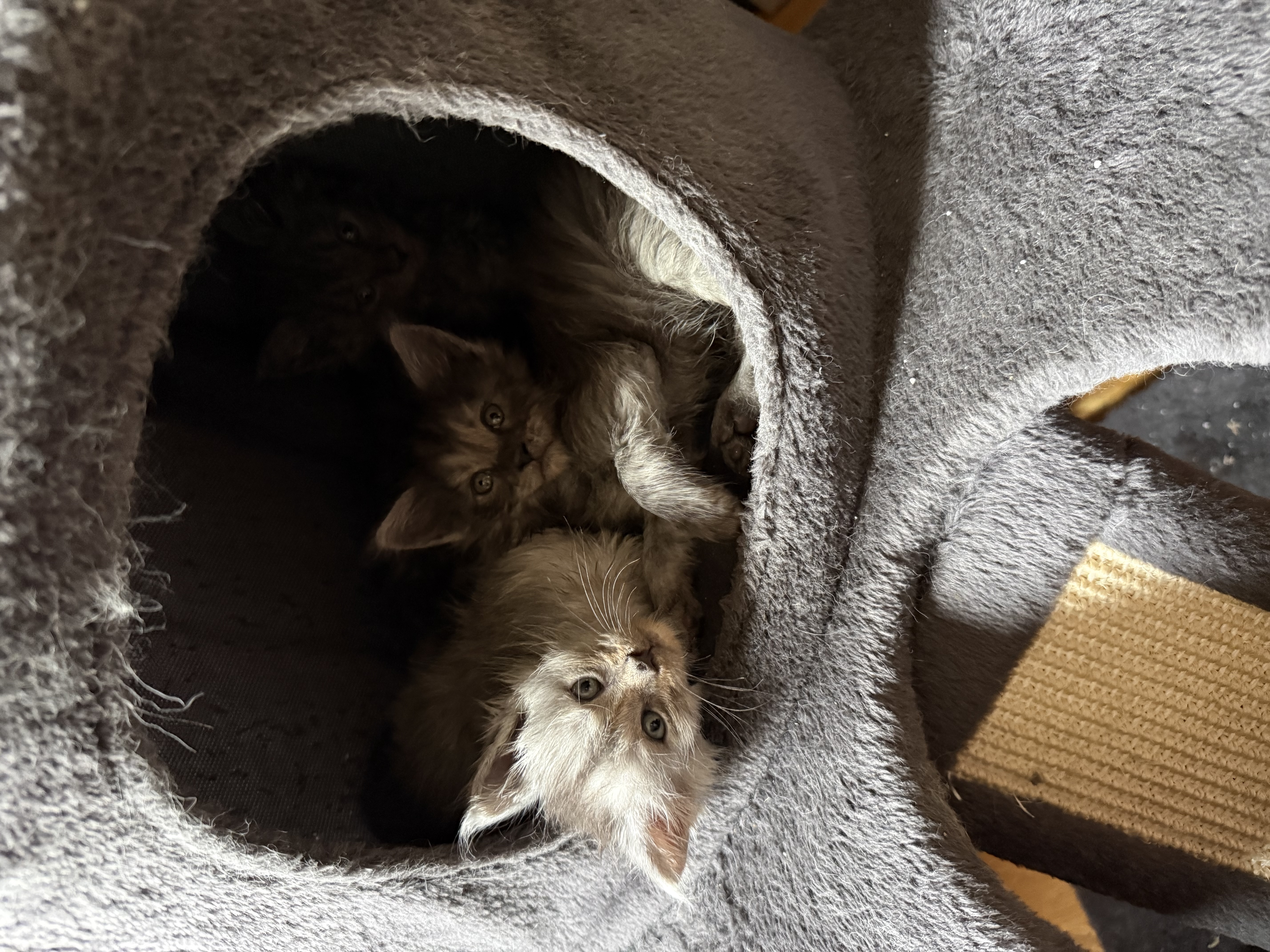 Chaton Maine Coon Male et femelle BLACK SMOKE BLUE SMOKE, Adoptez Maintenant