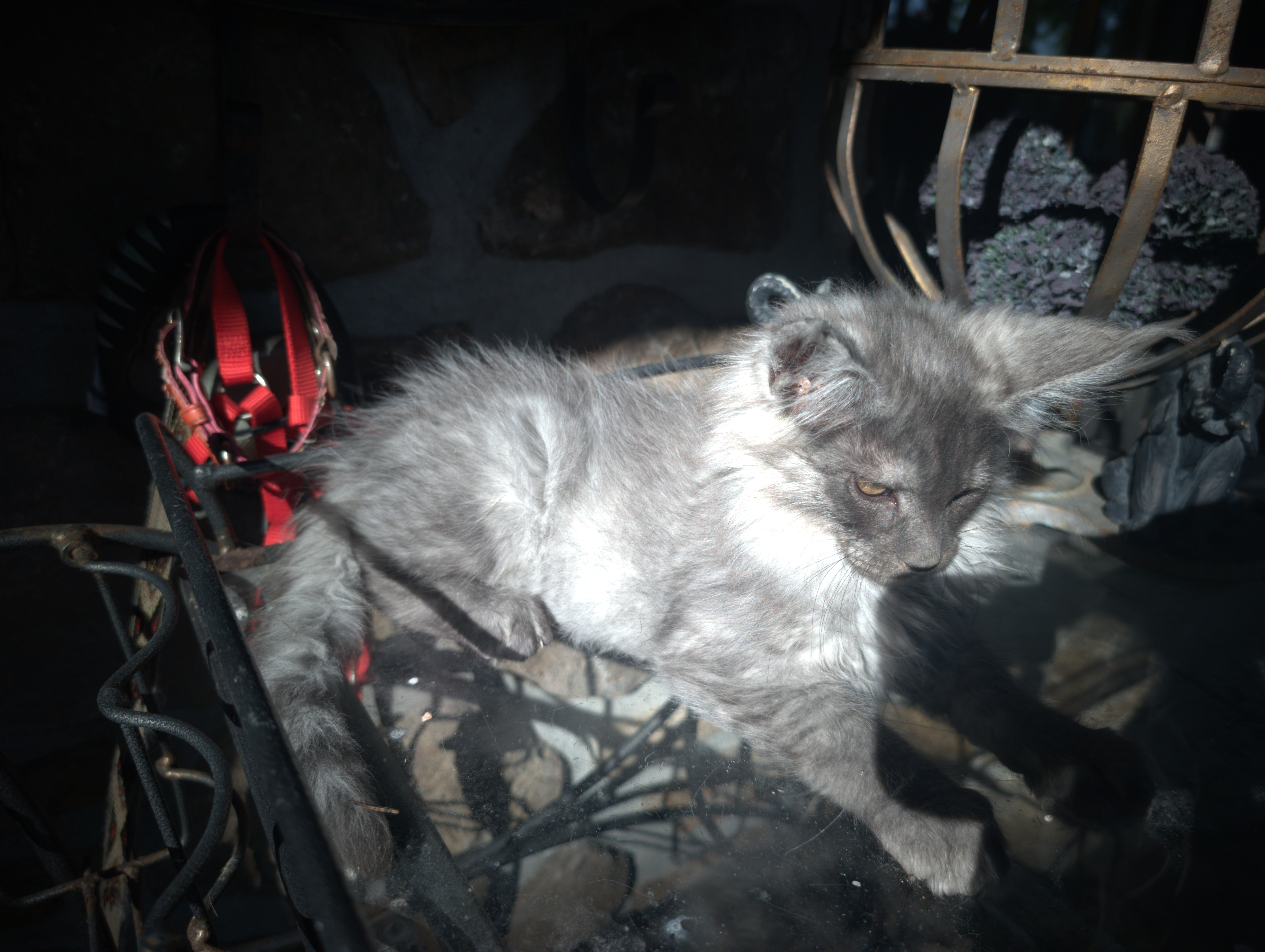 PORTEE DE CHATONS MAINE COON CHATTERIEDUROIMAINECOONQUEBEC.CO