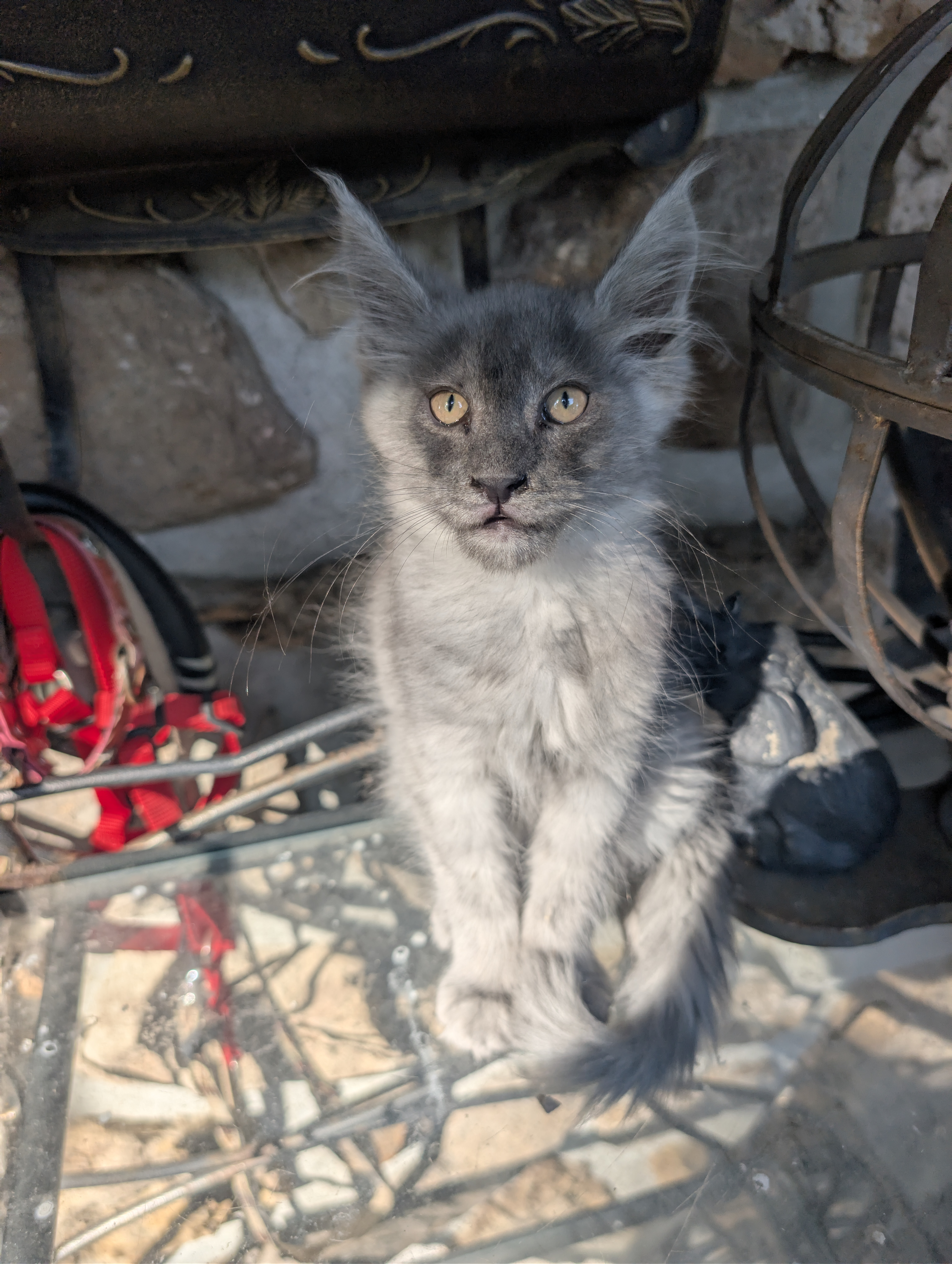 CHATONS MAINE COON DISPONIBLE POUR ADOPTION