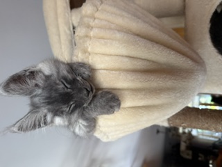 CHATONS MAINE COON DISPONIBLE POUR ADOPTION