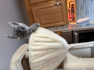 CHATONS MAINE COON DISPONIBLE POUR ADOPTION