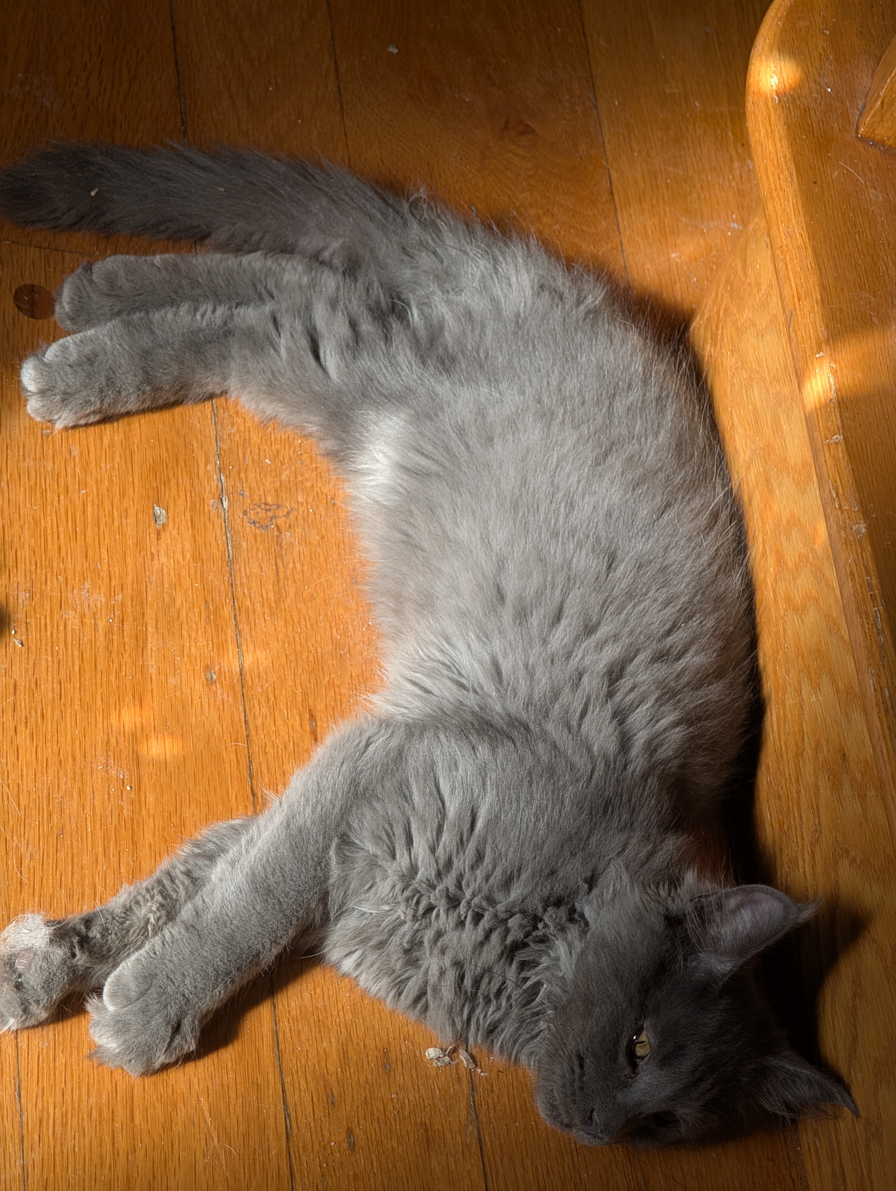 CHATONS MAINE COON DISPONIBLE POUR ADOPTION