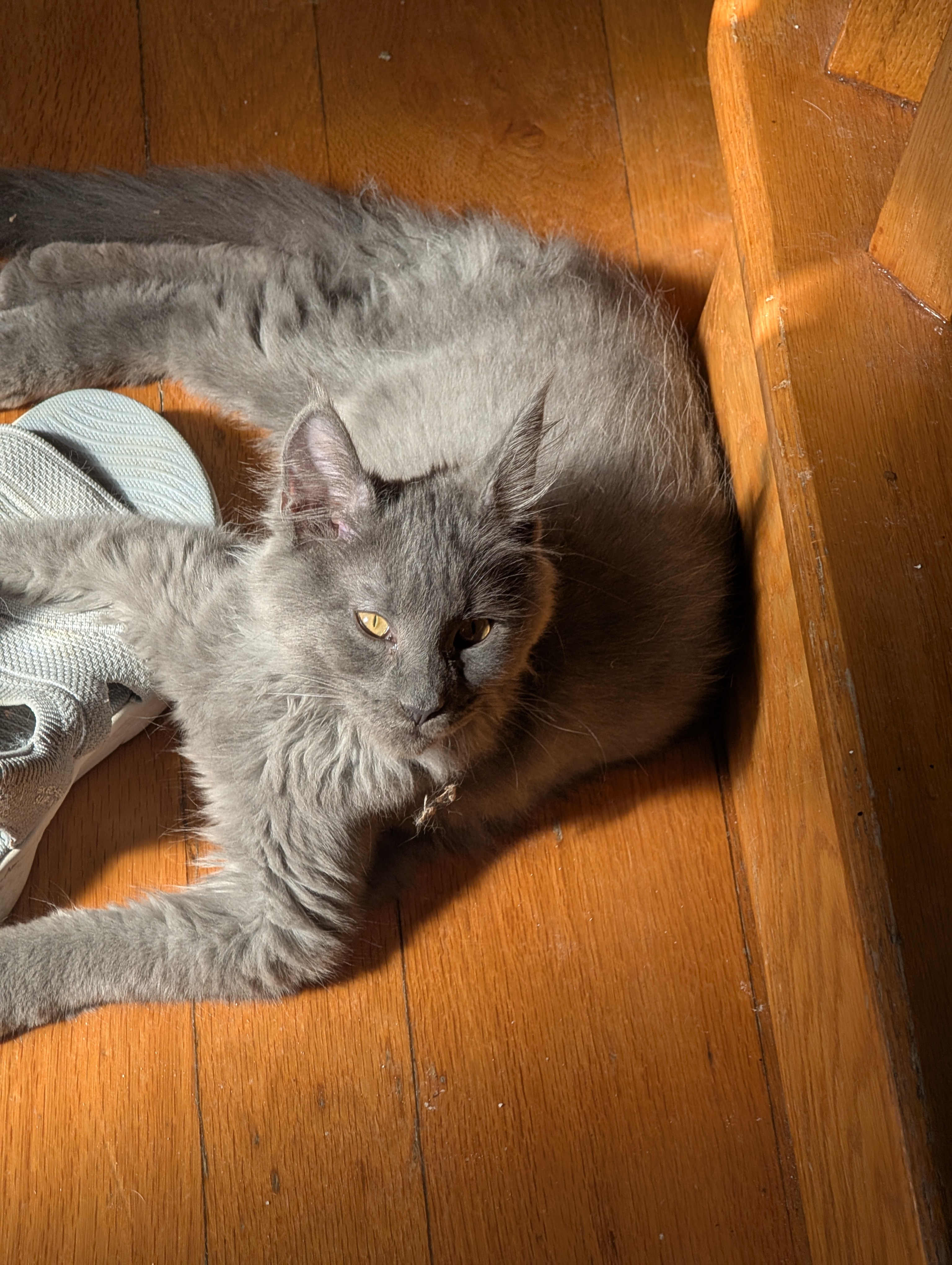 CHATONS MAINE COON DISPONIBLE POUR ADOPTION