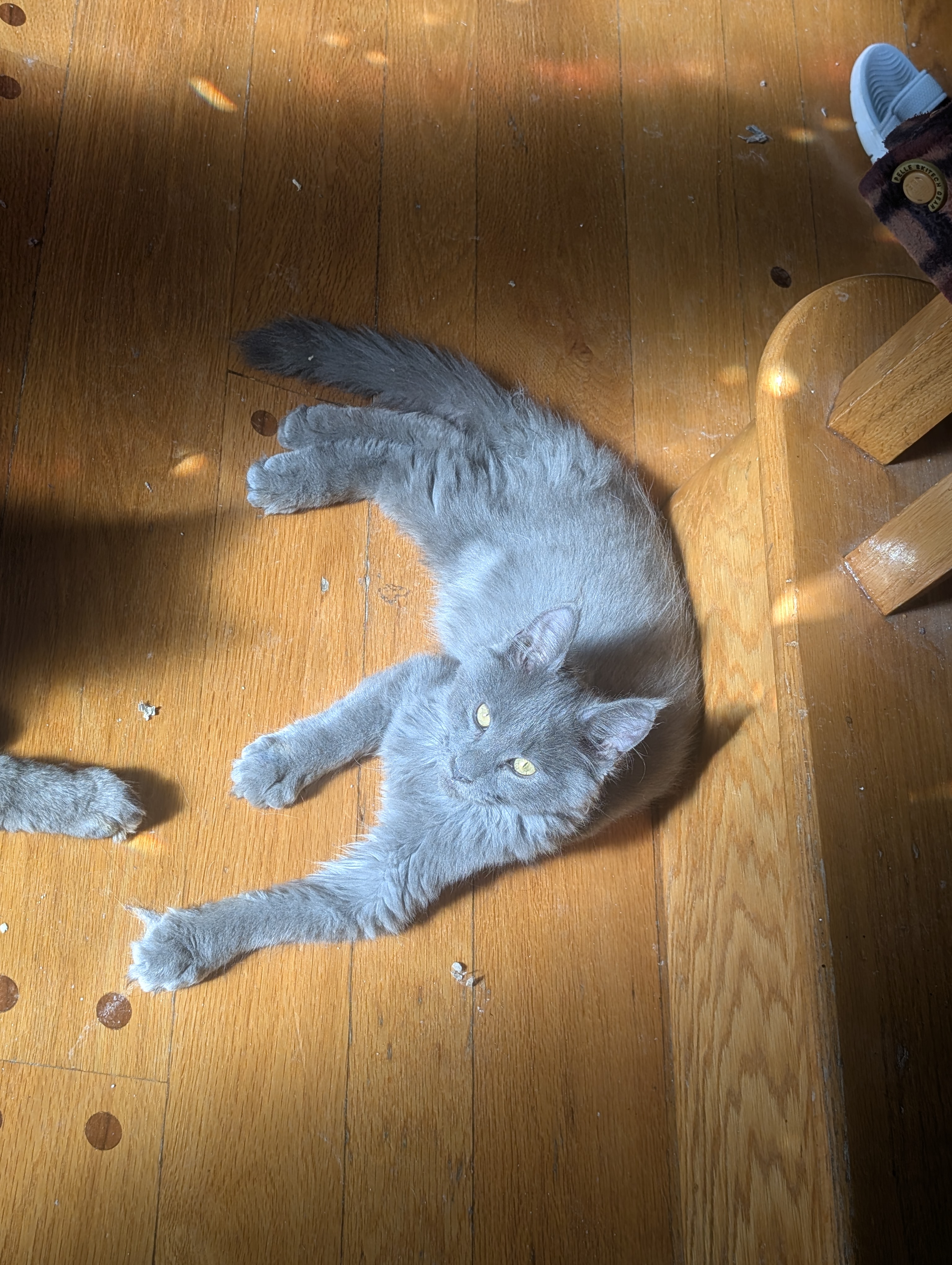 CHATONS MAINE COON DISPONIBLE POUR ADOPTION