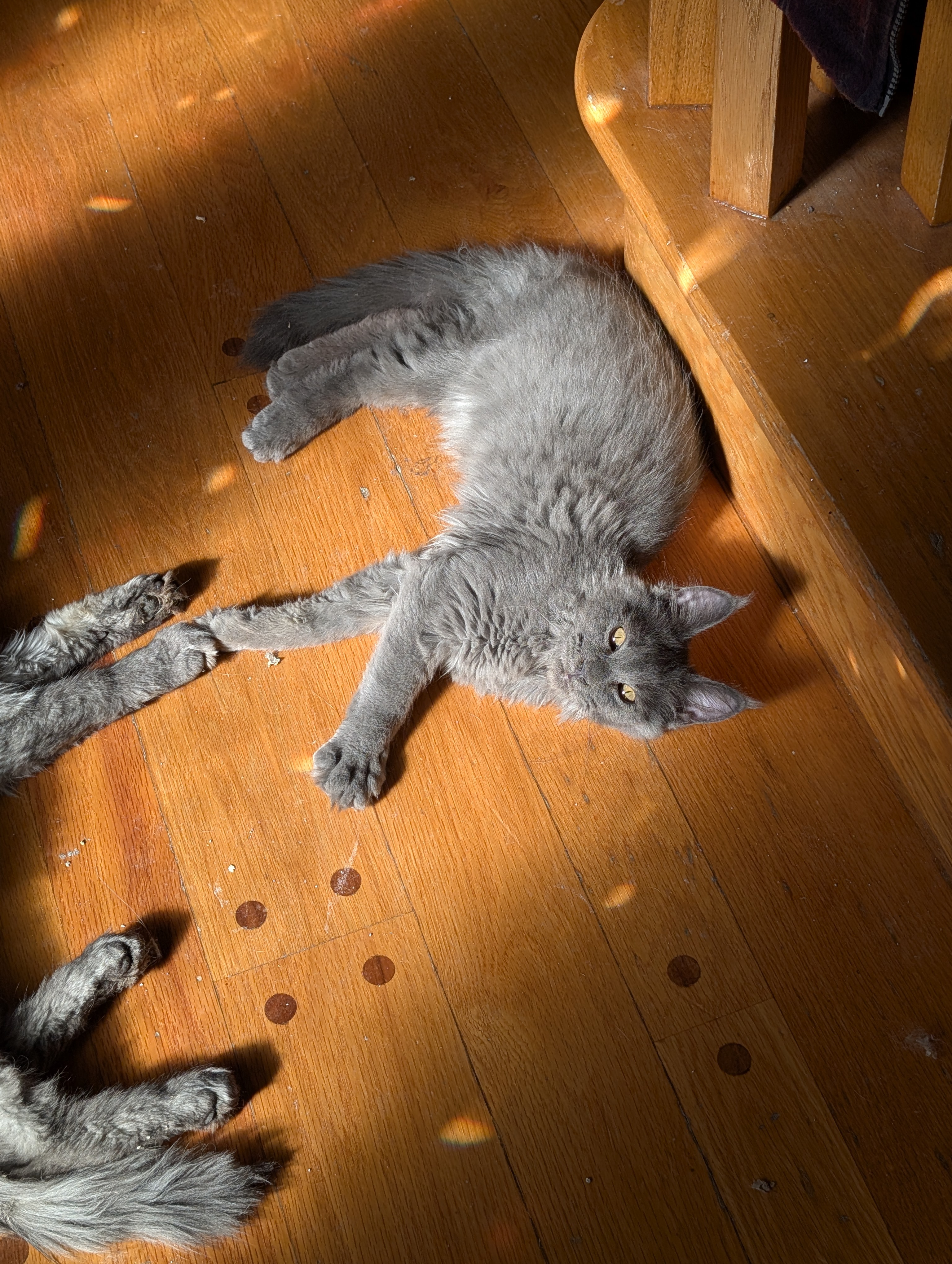 CHATONS MAINE COON DISPONIBLE POUR ADOPTION